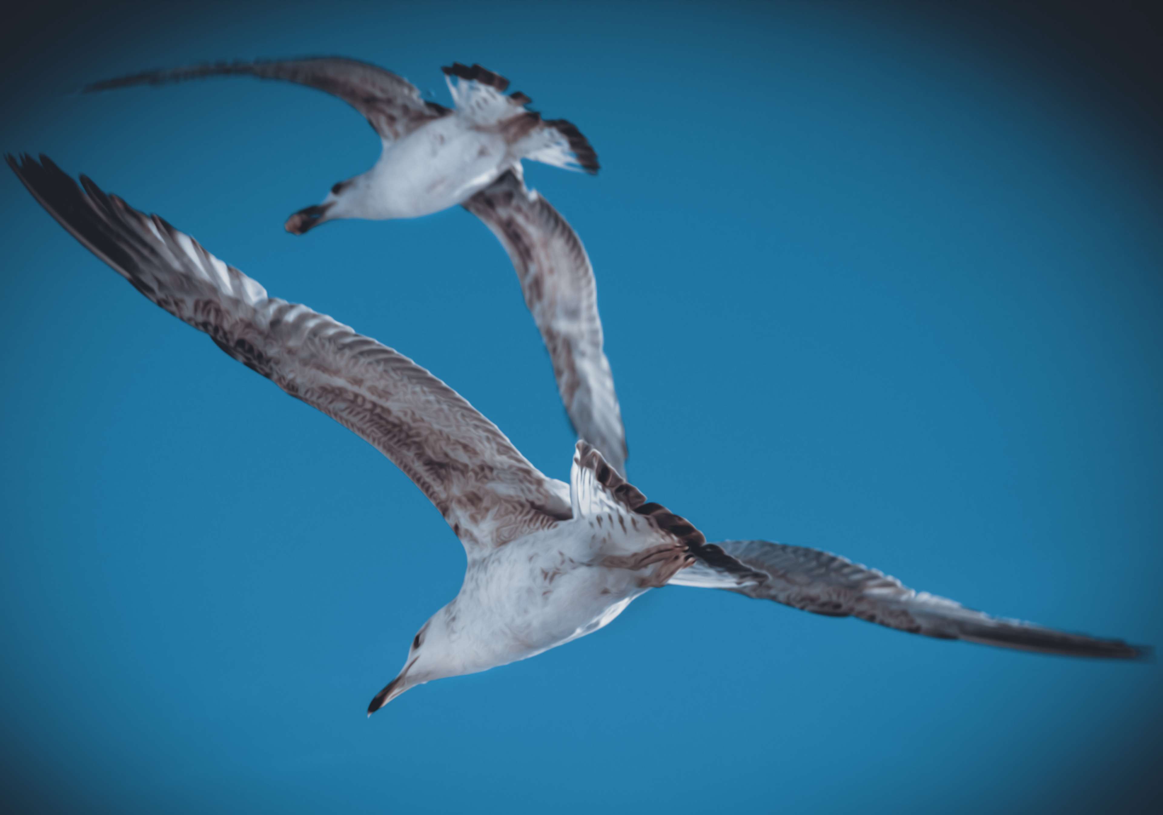Two seagulls flying in a blue sky HD Wallpaper