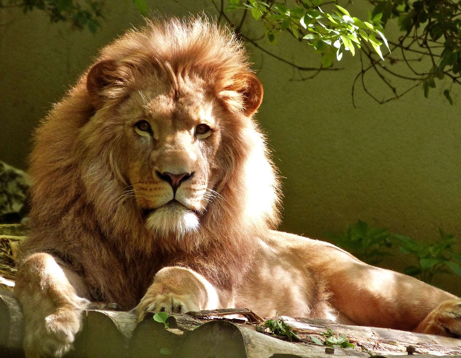 Lion with a majestic mane resting on logs HD Wallpaper