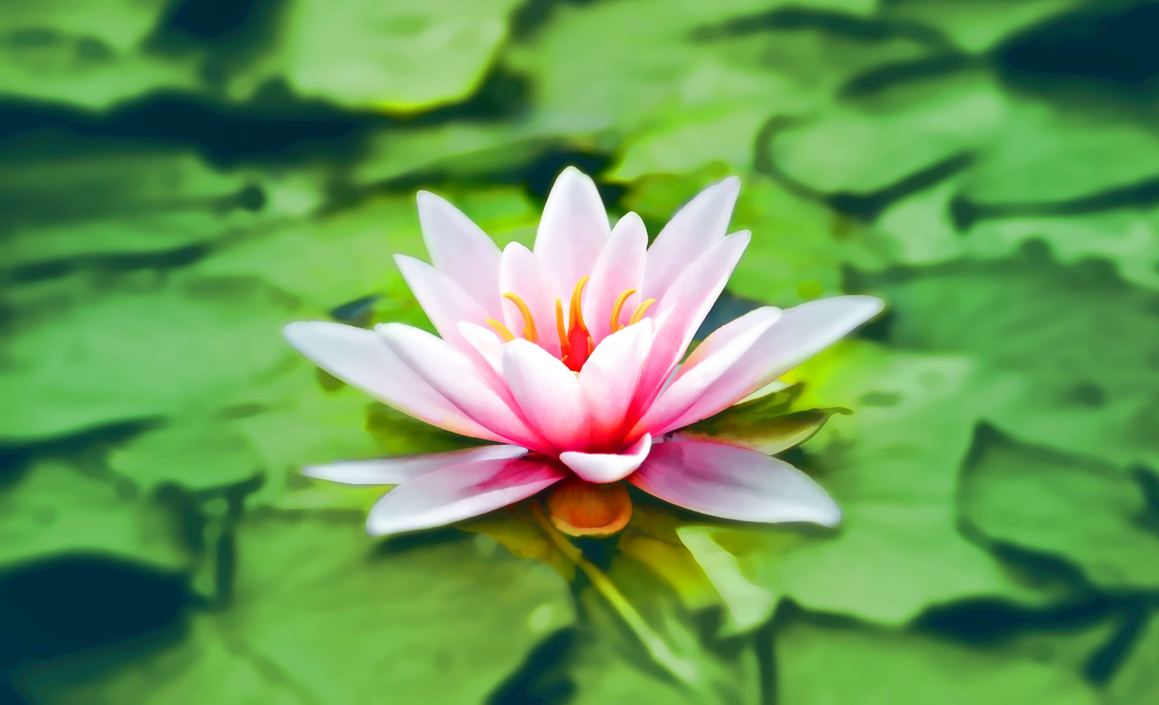 Pink Lotus Flower Blooming in Pond 4K HD Wallpaper