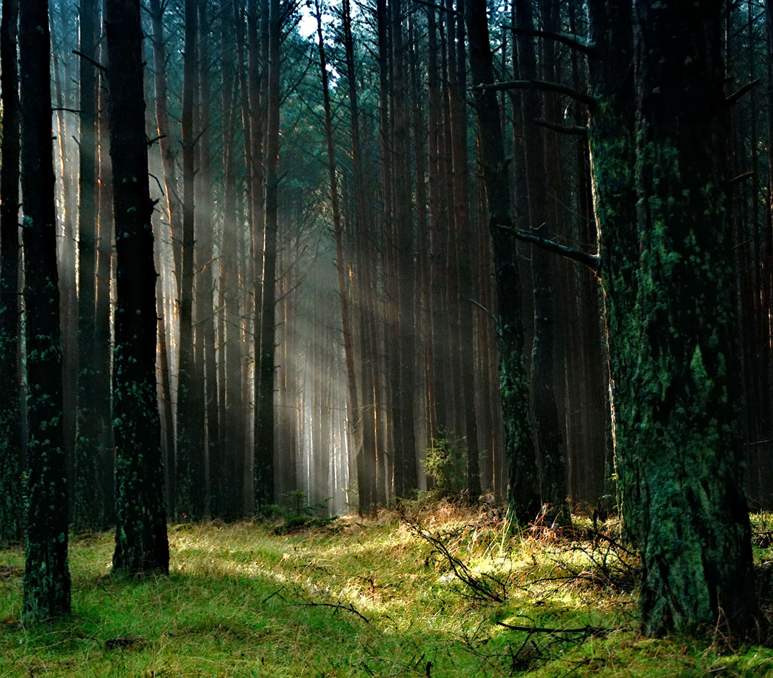 Sunlight filtering through a dense forest with green grass HD Wallpaper