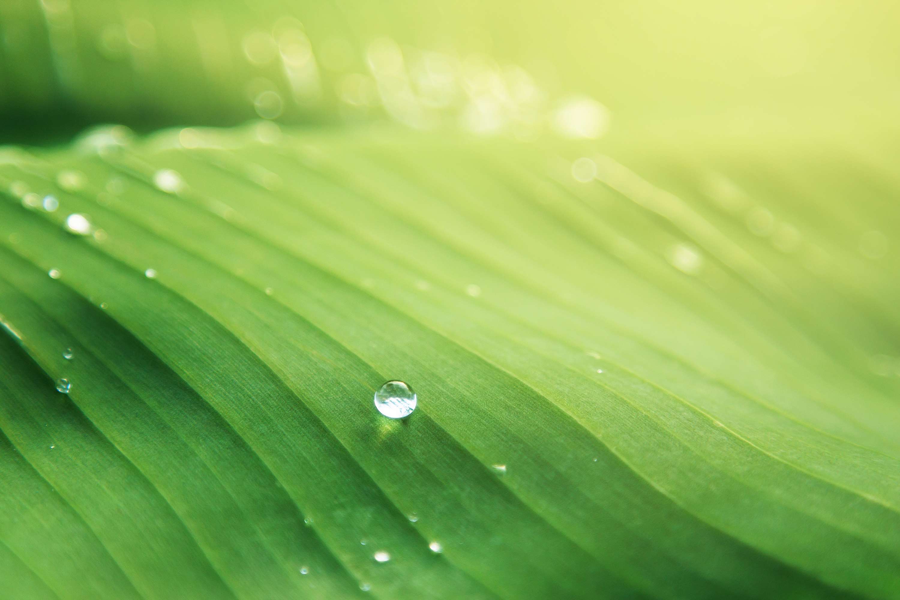Close-up of a dewdrop on a green banana leaf HD Wallpaper