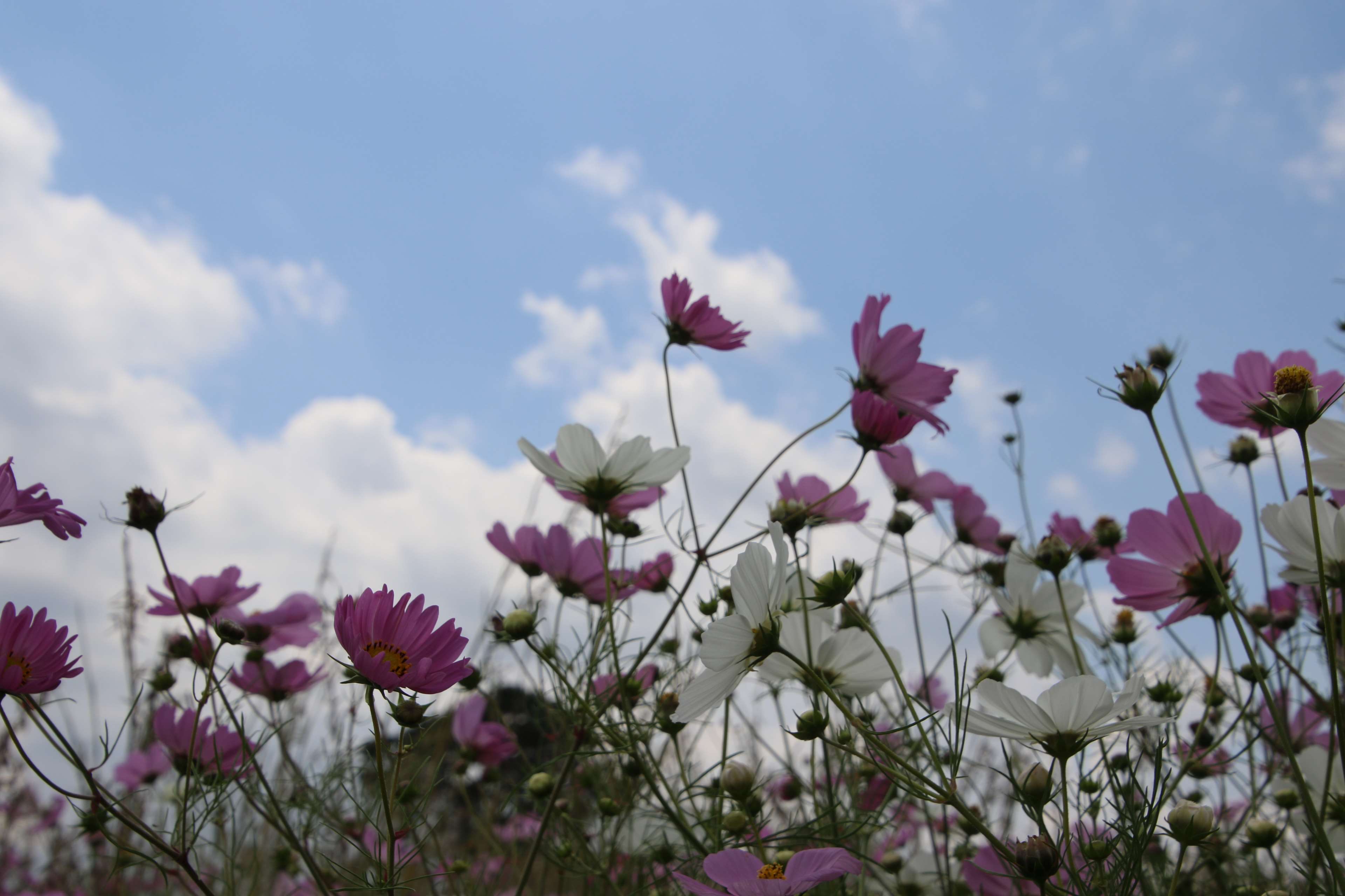 Pink and white cosmos flowers against a cloudy blue sky HD Wallpaper