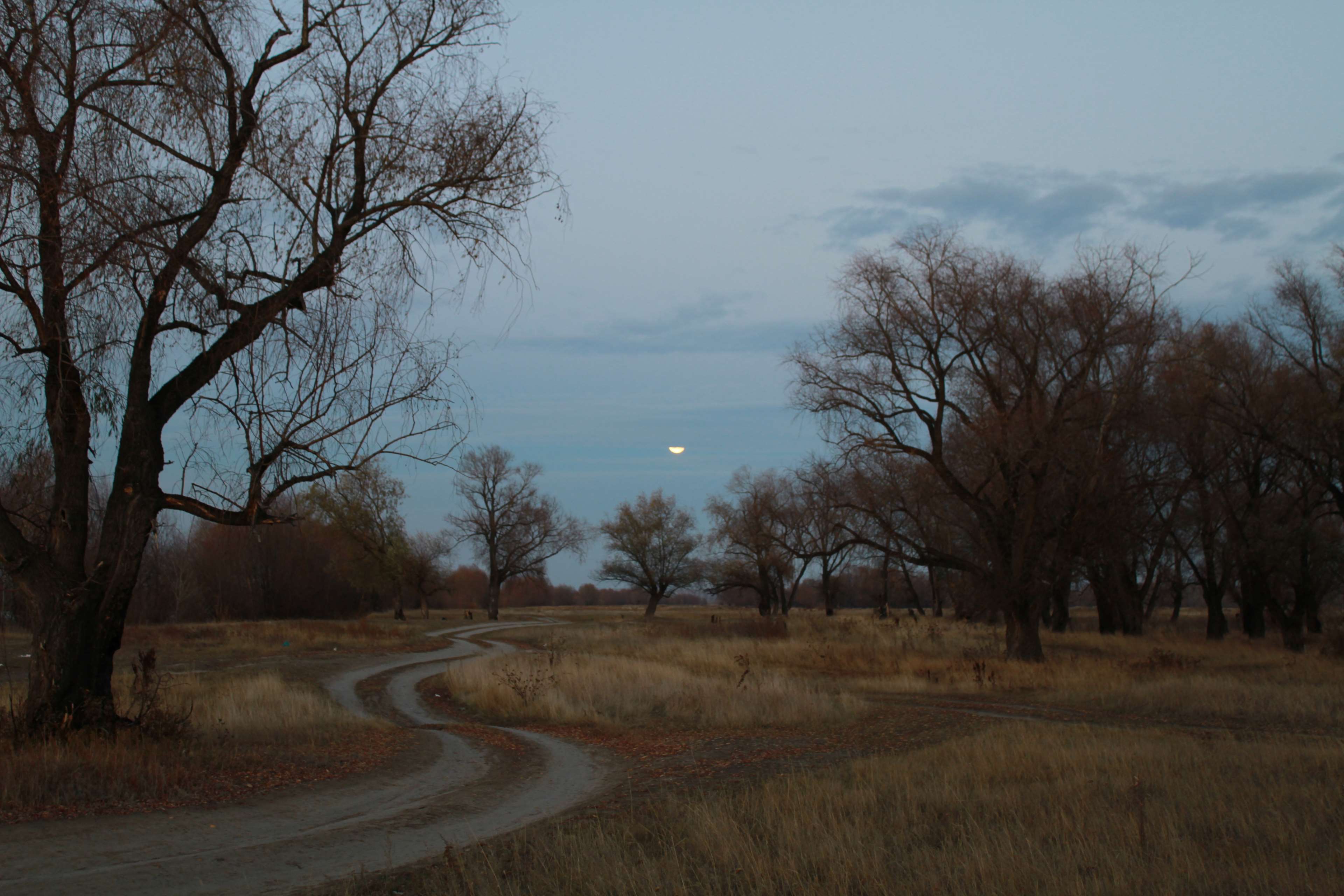 Winding road through a forest at dusk with the moon HD Wallpaper