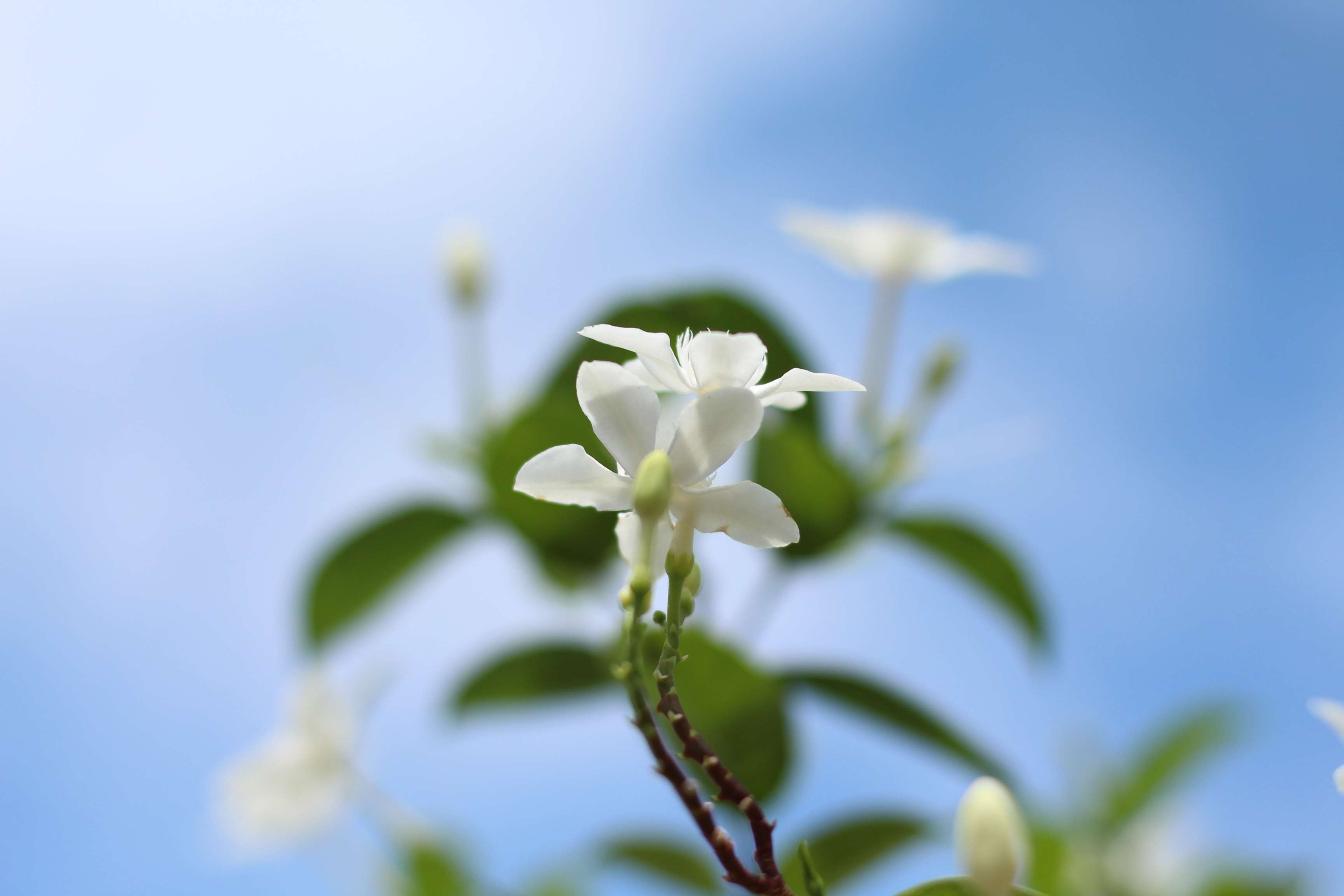 White flowers against a blue sky HD Wallpaper