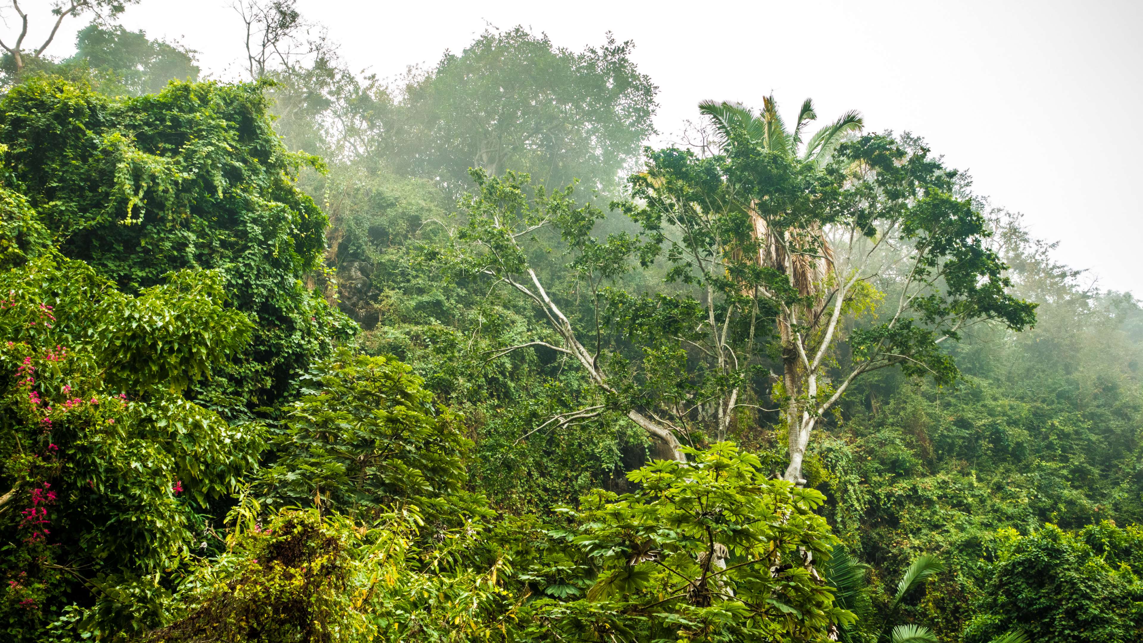 Tropical forest with palm trees and mist 4K HD Wallpaper