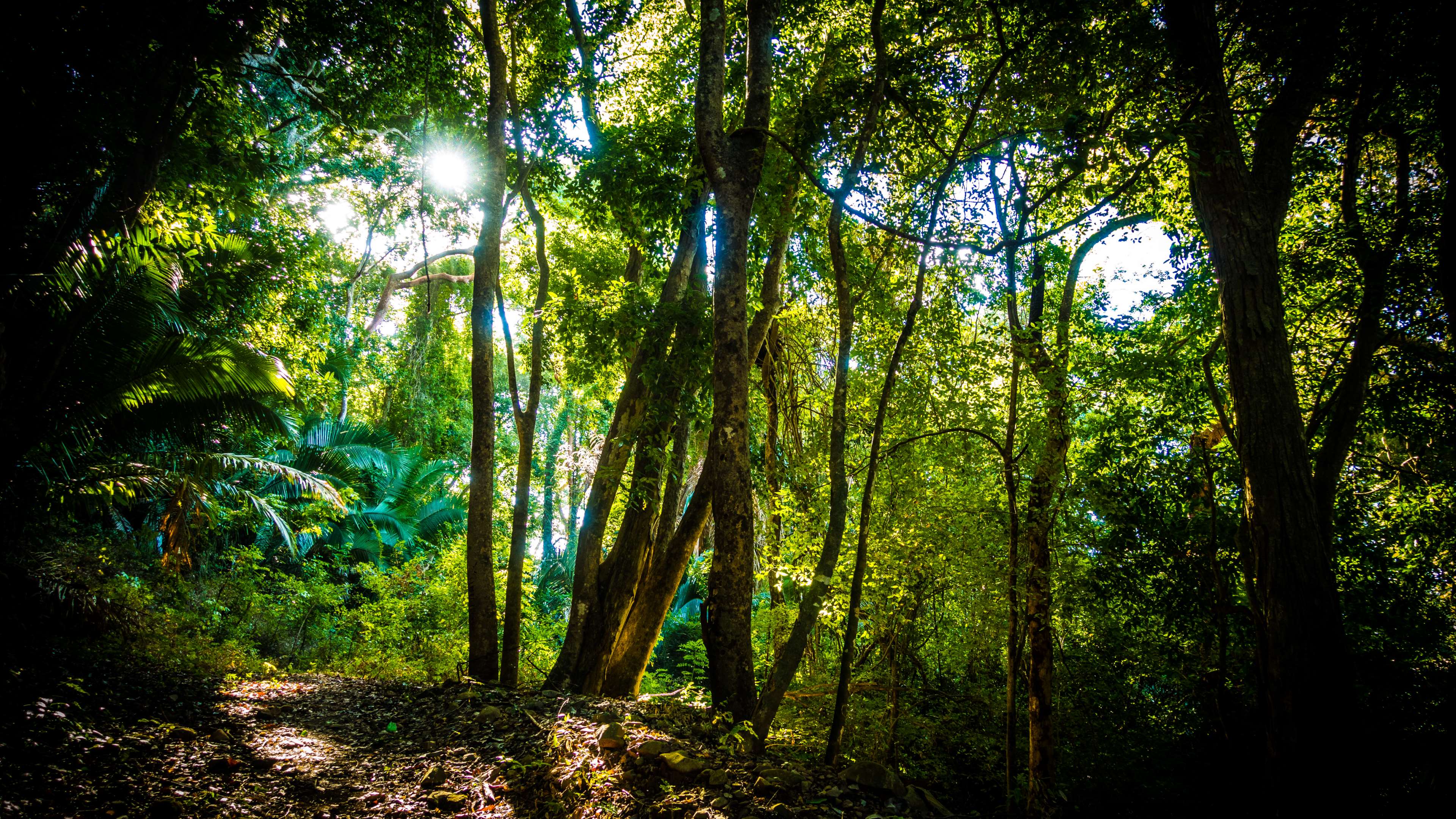 Sunlight filtering through trees on a forest path HD Wallpaper