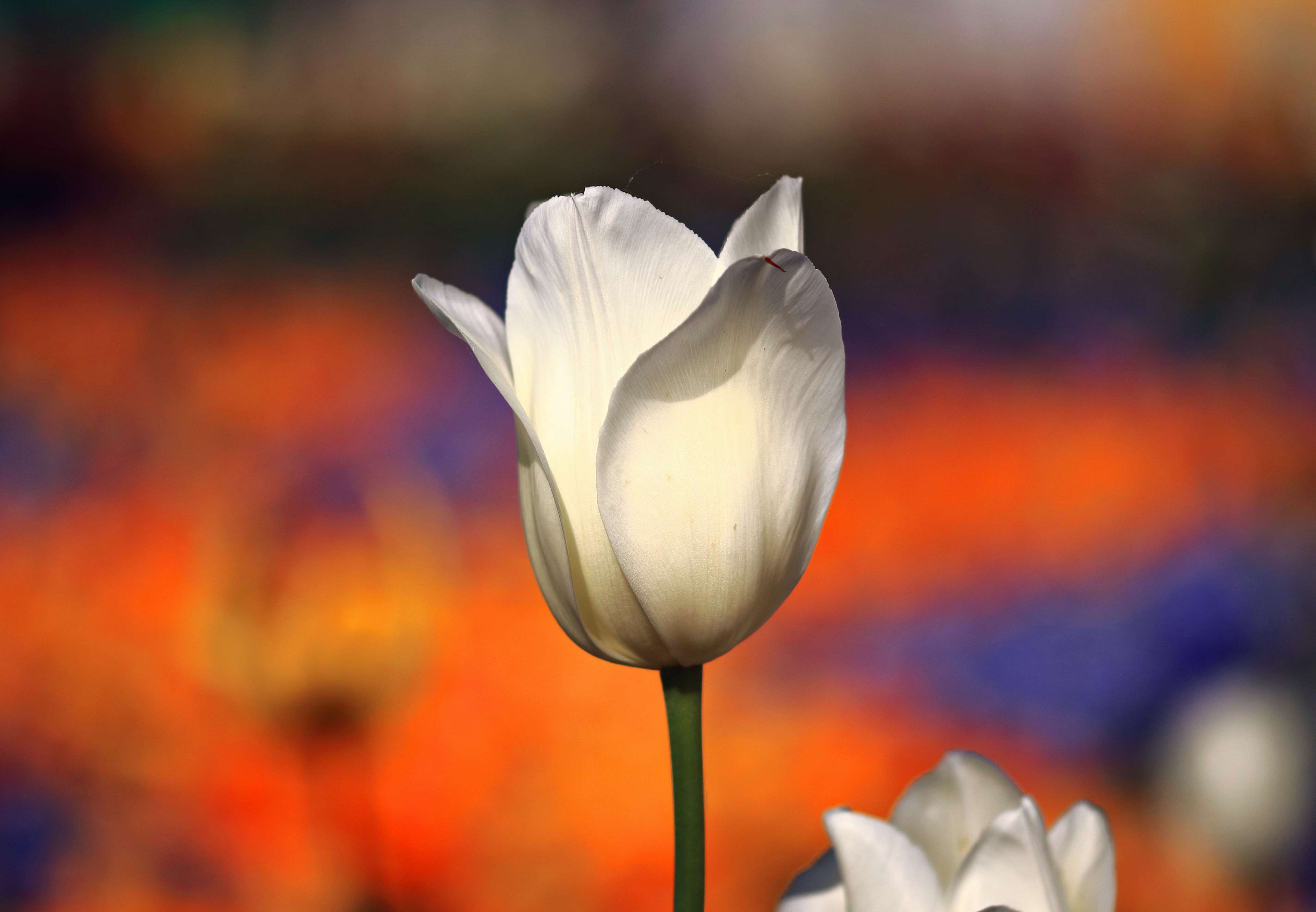 White Tulip in a Colorful Garden HD Wallpaper
