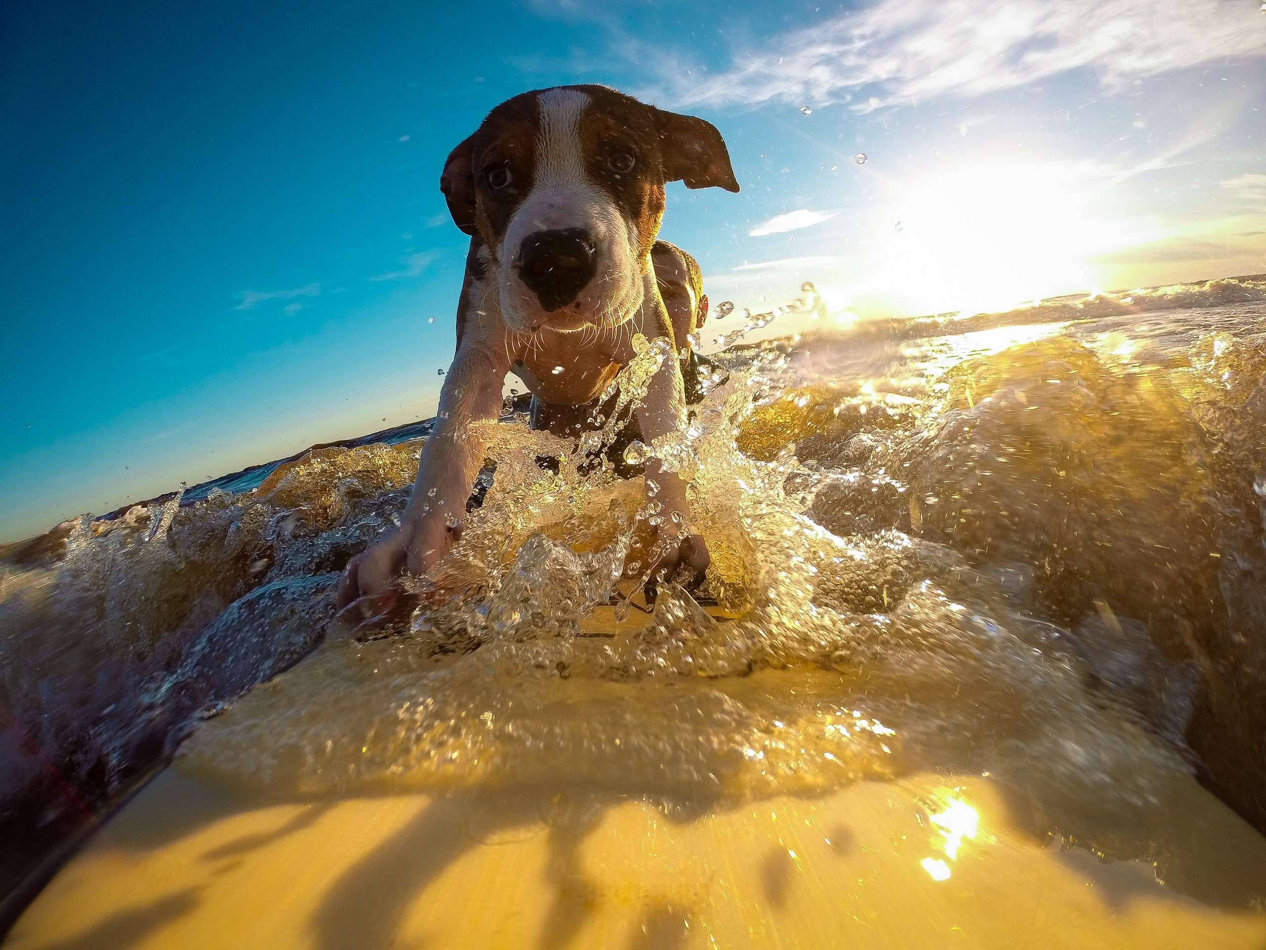 Dog surfing on a surfboard in the ocean HD Wallpaper