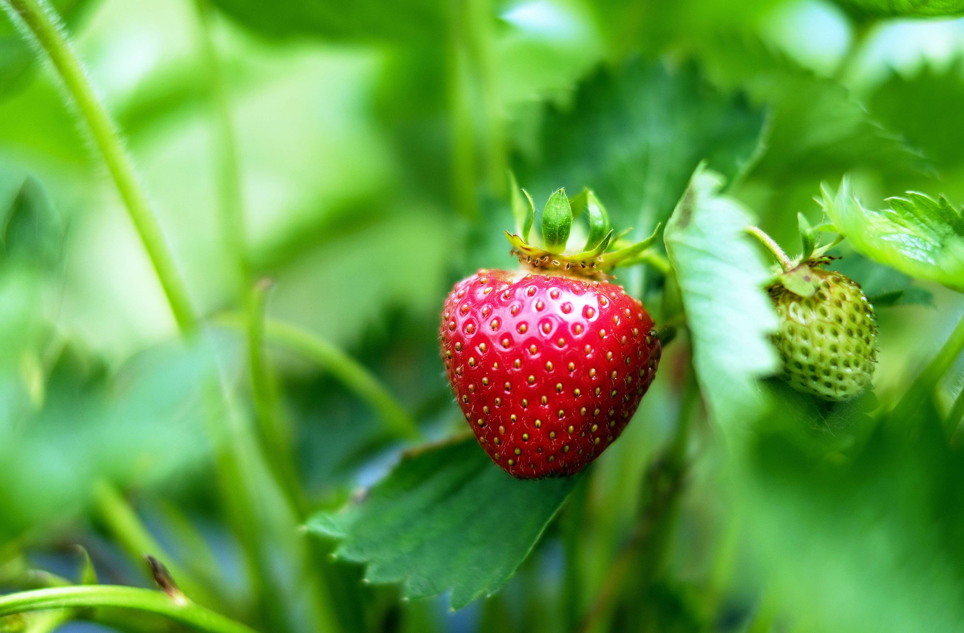 Ripe strawberry on a plant with green leaves HD Wallpaper