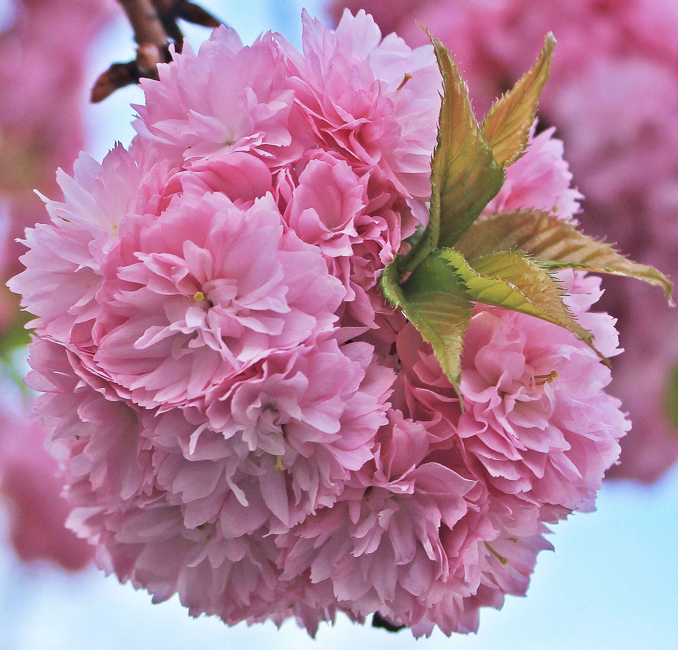 Close-up of pink cherry blossoms on a branch HD Wallpaper