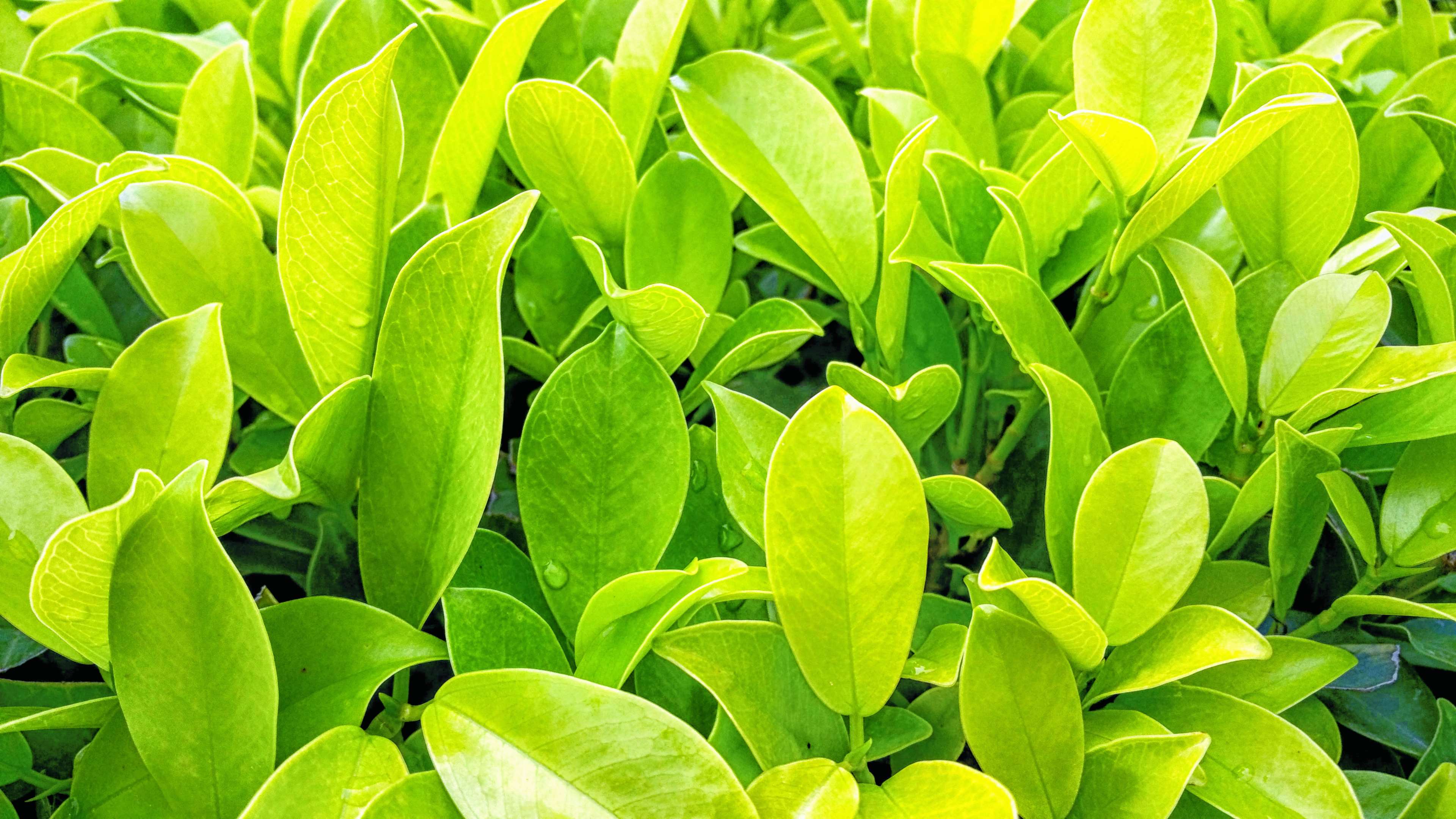Close up of vibrant green leaves with dew drops HD Wallpaper