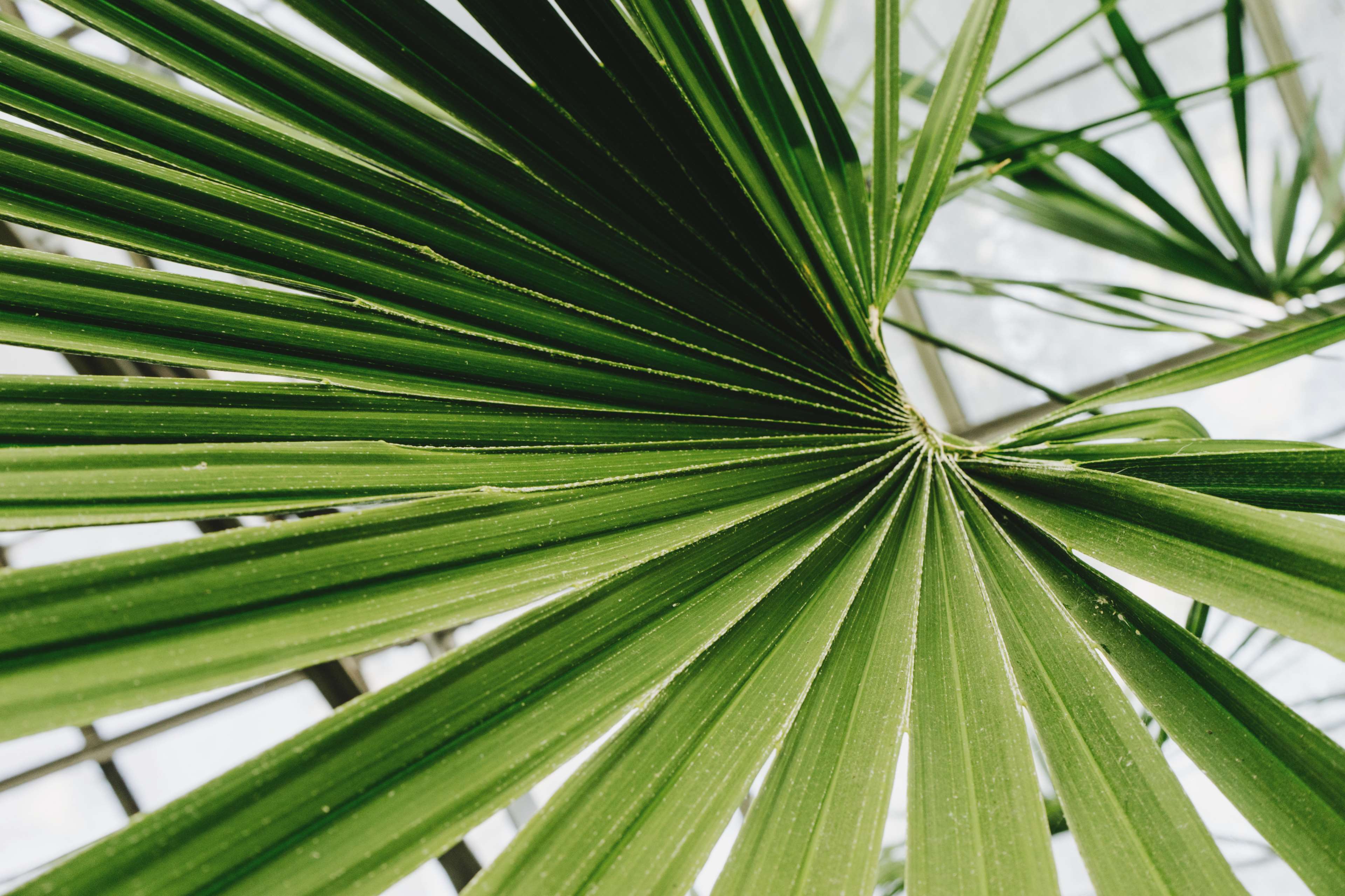 Close-up of green palm leaves HD Wallpaper