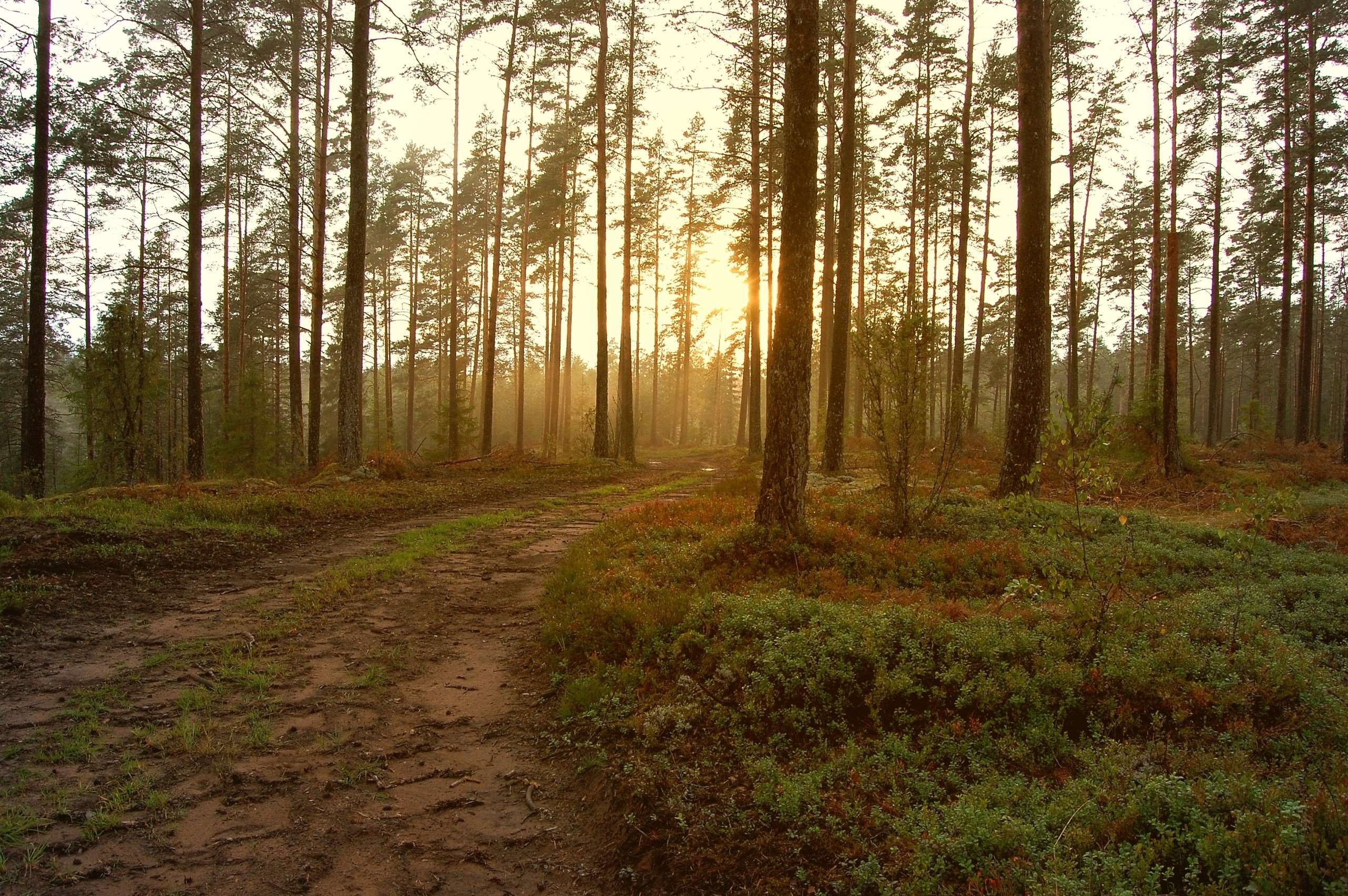 Sunlight filtering through a pine forest with a dirt path HD Wallpaper
