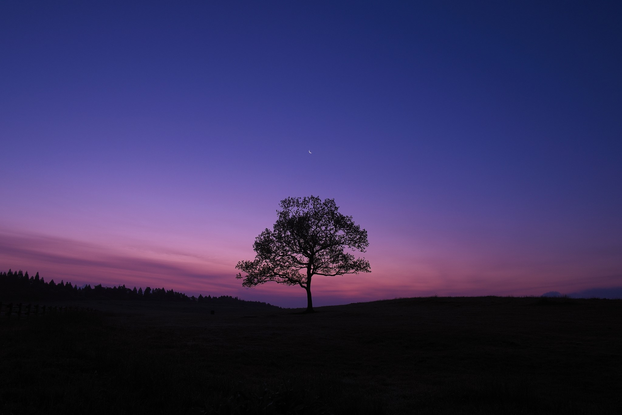 Lonely tree under a crescent moon at twilight HD Wallpaper