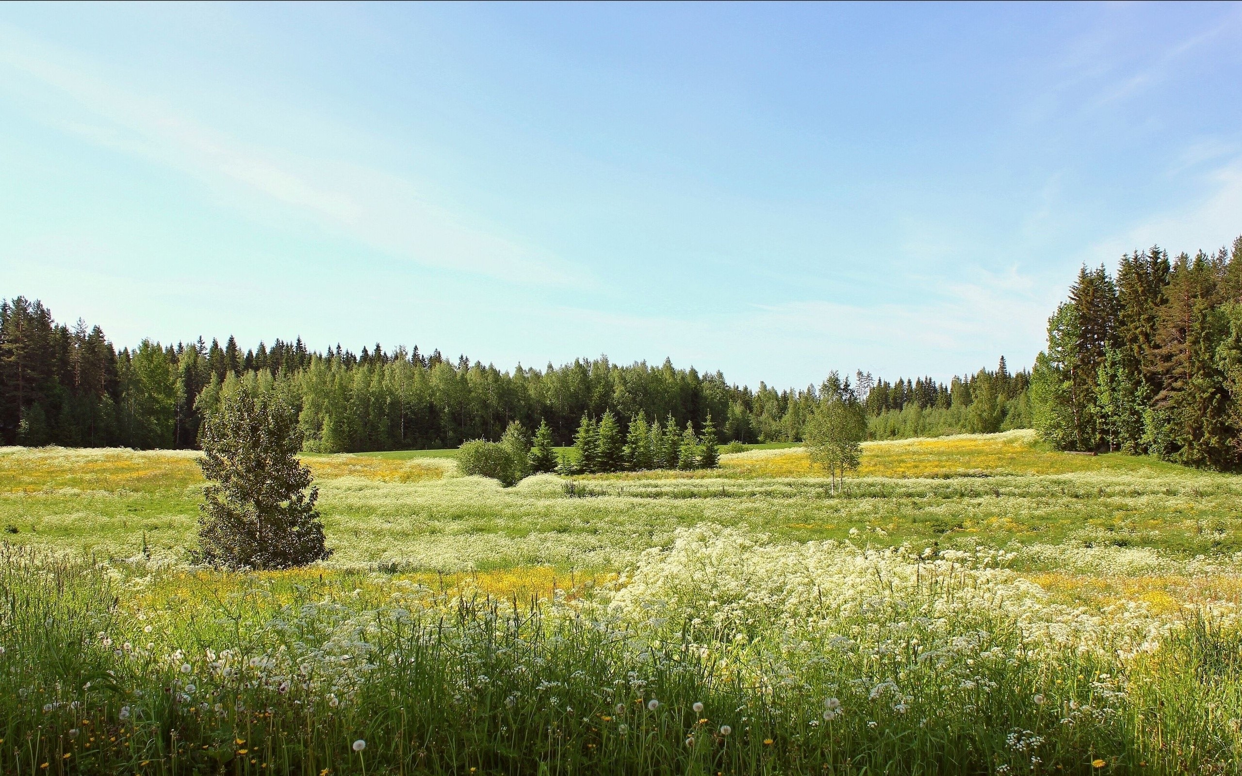 A vast meadow filled with wildflowers and trees under a clear blue sky HD Wallpaper