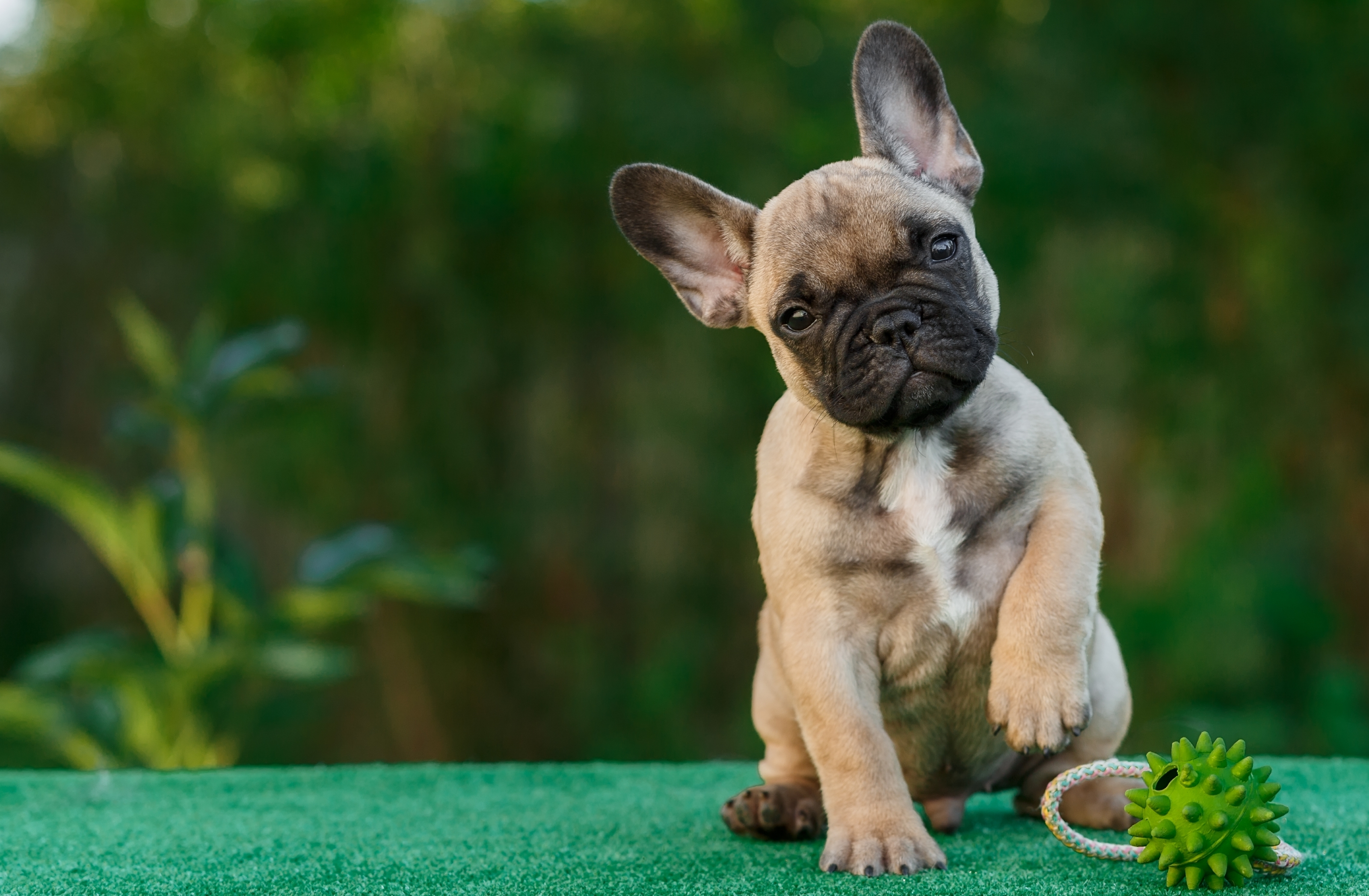 French bulldog puppy with a toy HD Wallpaper