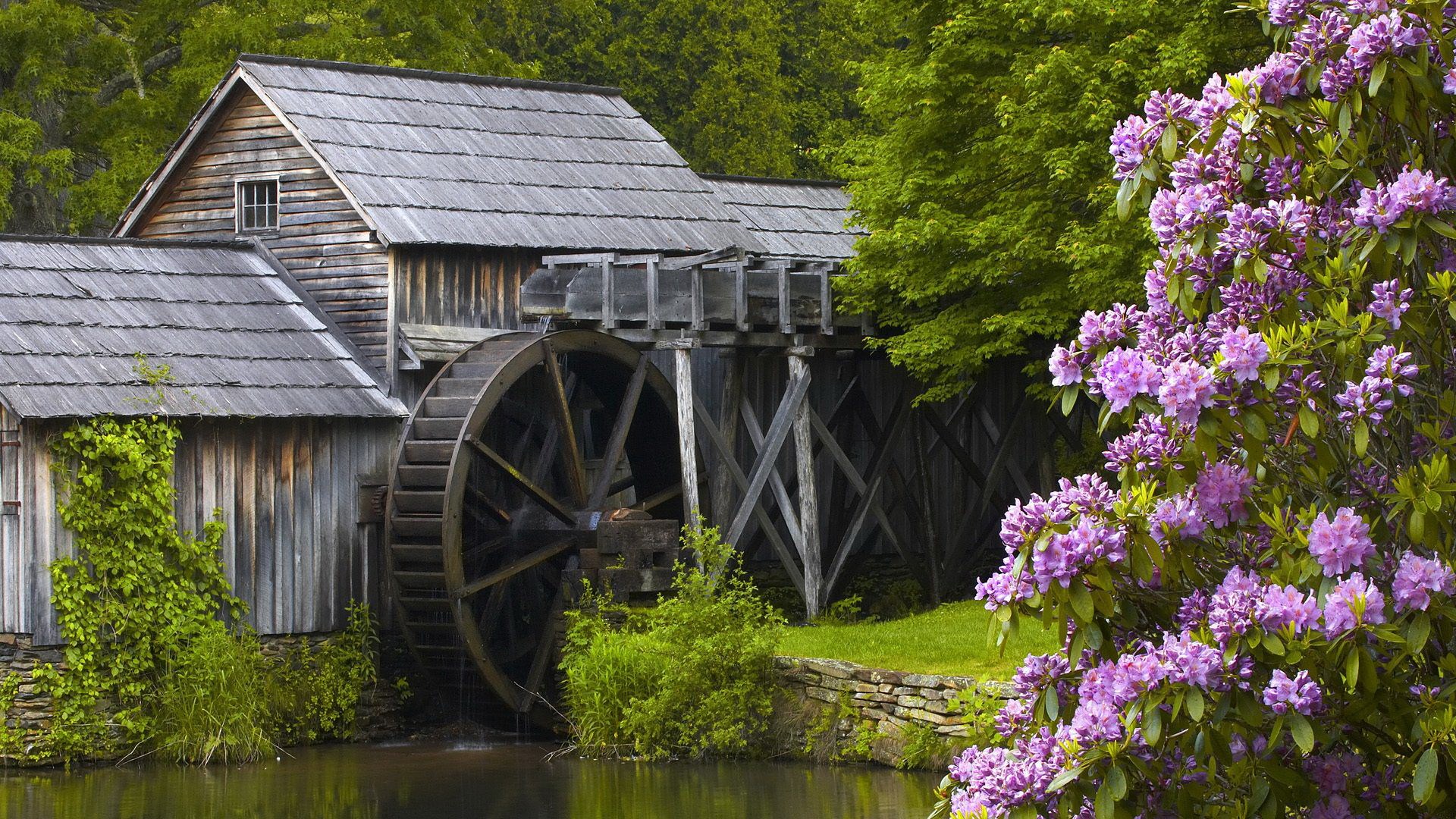 Old water mill with a water wheel and purple flowers HD Wallpaper
