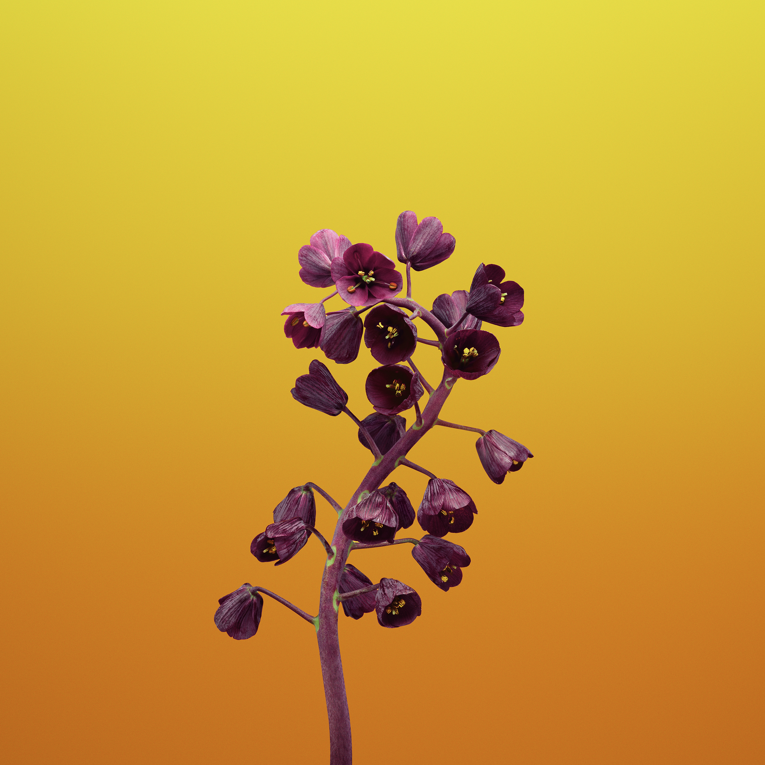 Purple flowers on a yellow and orange gradient background HD Wallpaper