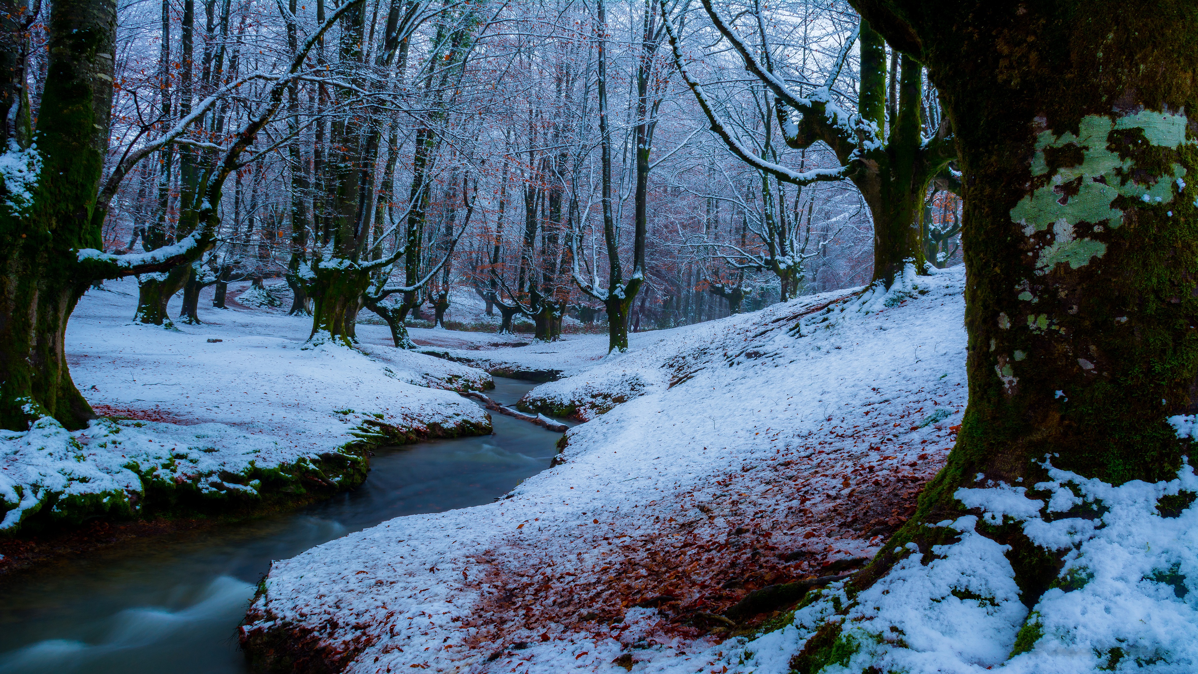 Snowy stream flowing through a winter forest HD Wallpaper