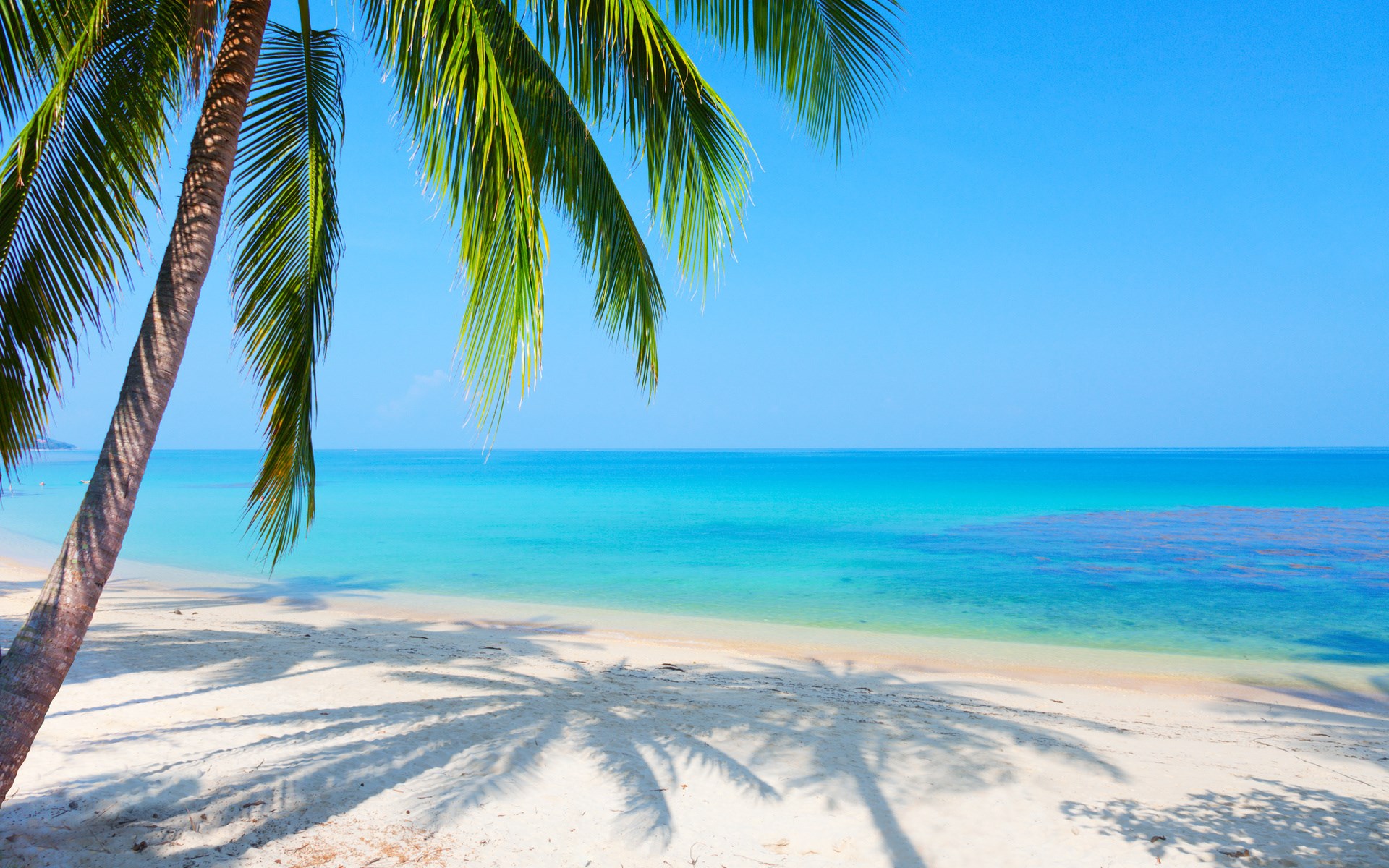 Palm tree over a tropical beach and turquoise ocean HD Wallpaper