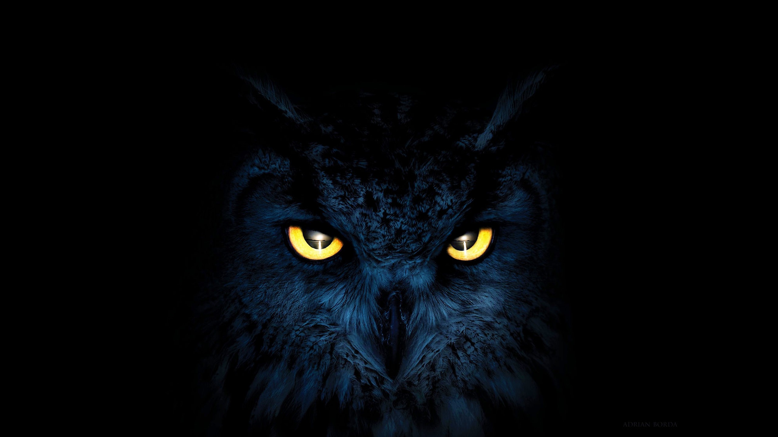 Close-up of an owl's face with glowing yellow eyes HD Wallpaper