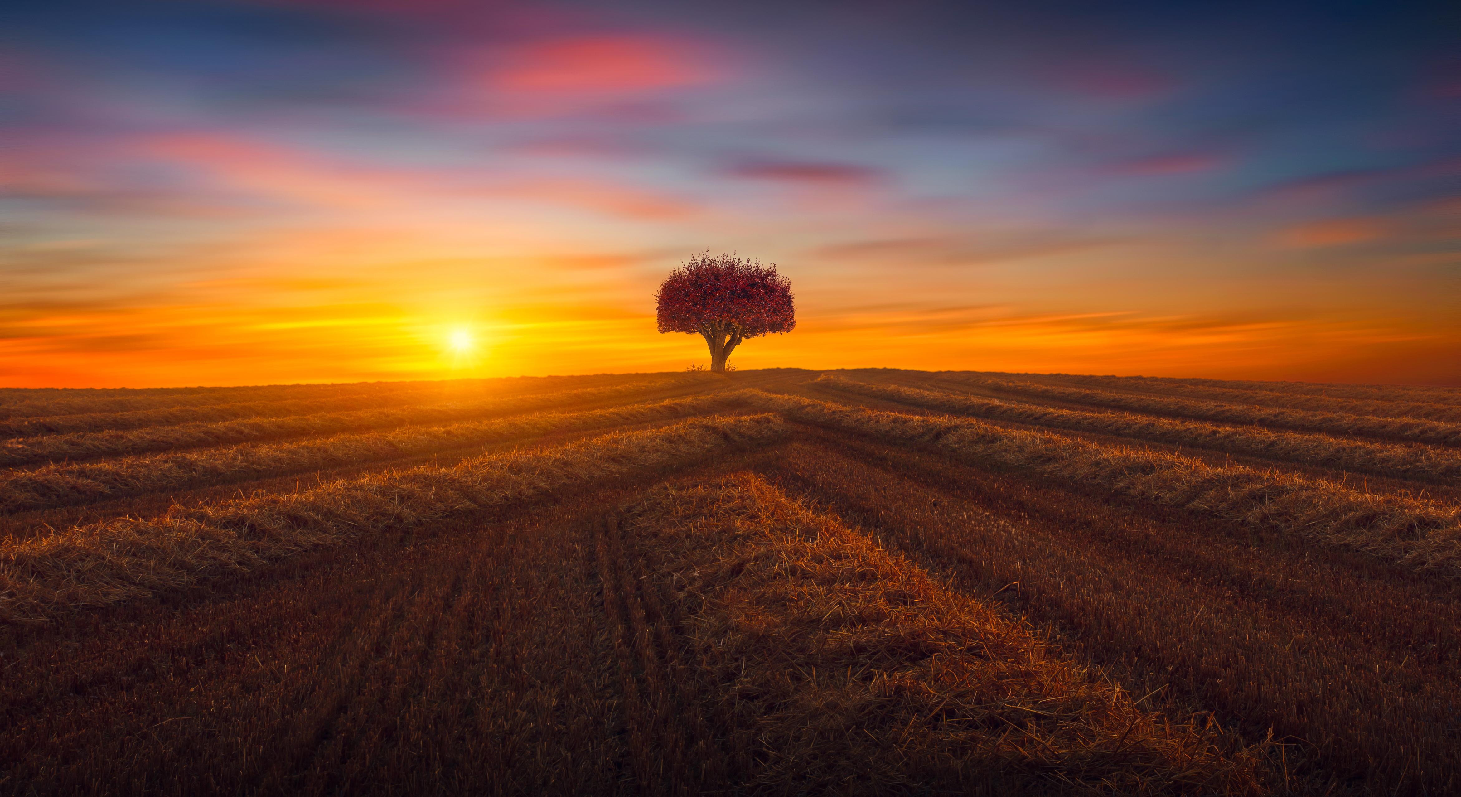 Solitary Tree in Sunset Field 4K HD Wallpaper