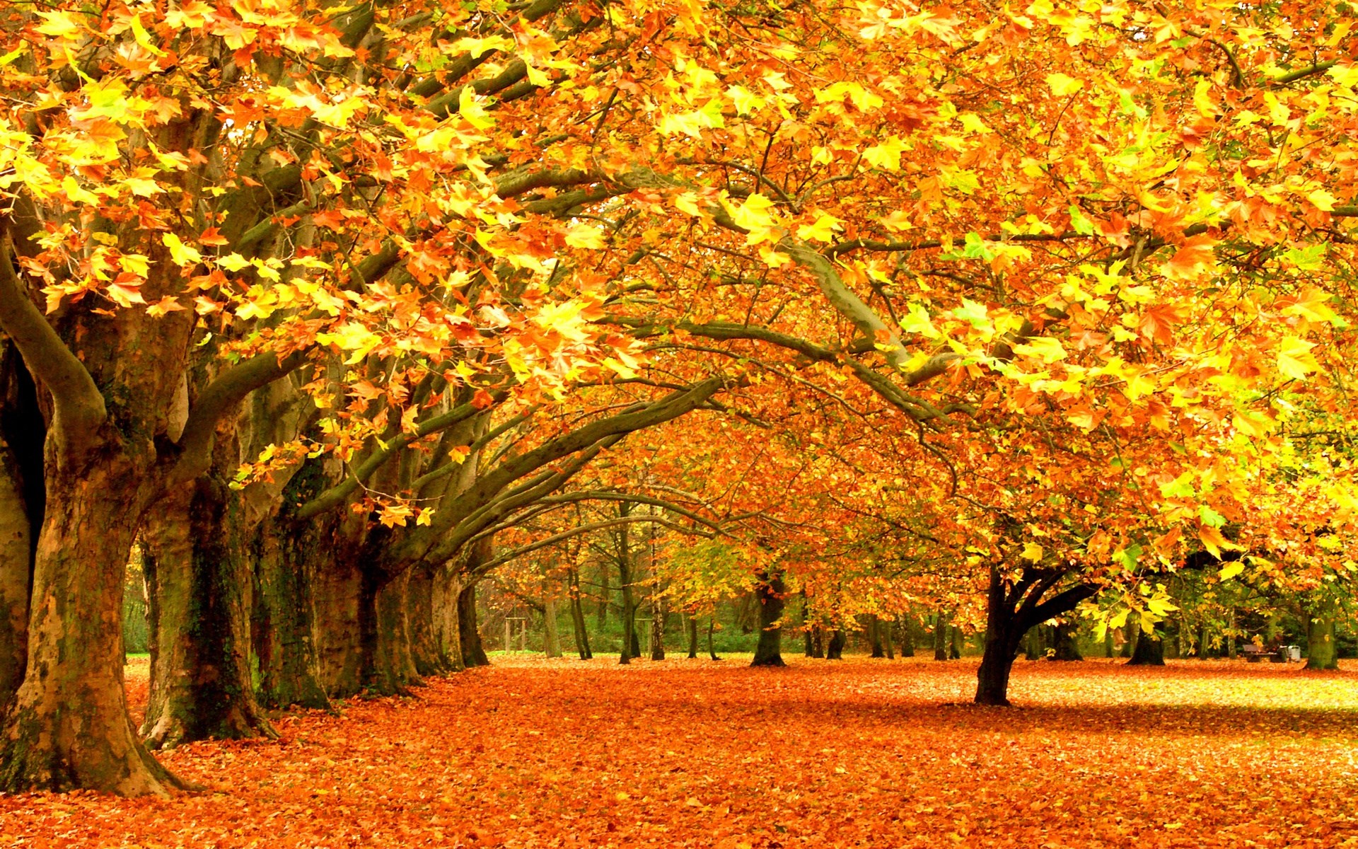 Autumn trees with golden leaves and fallen leaves on the ground HD Wallpaper