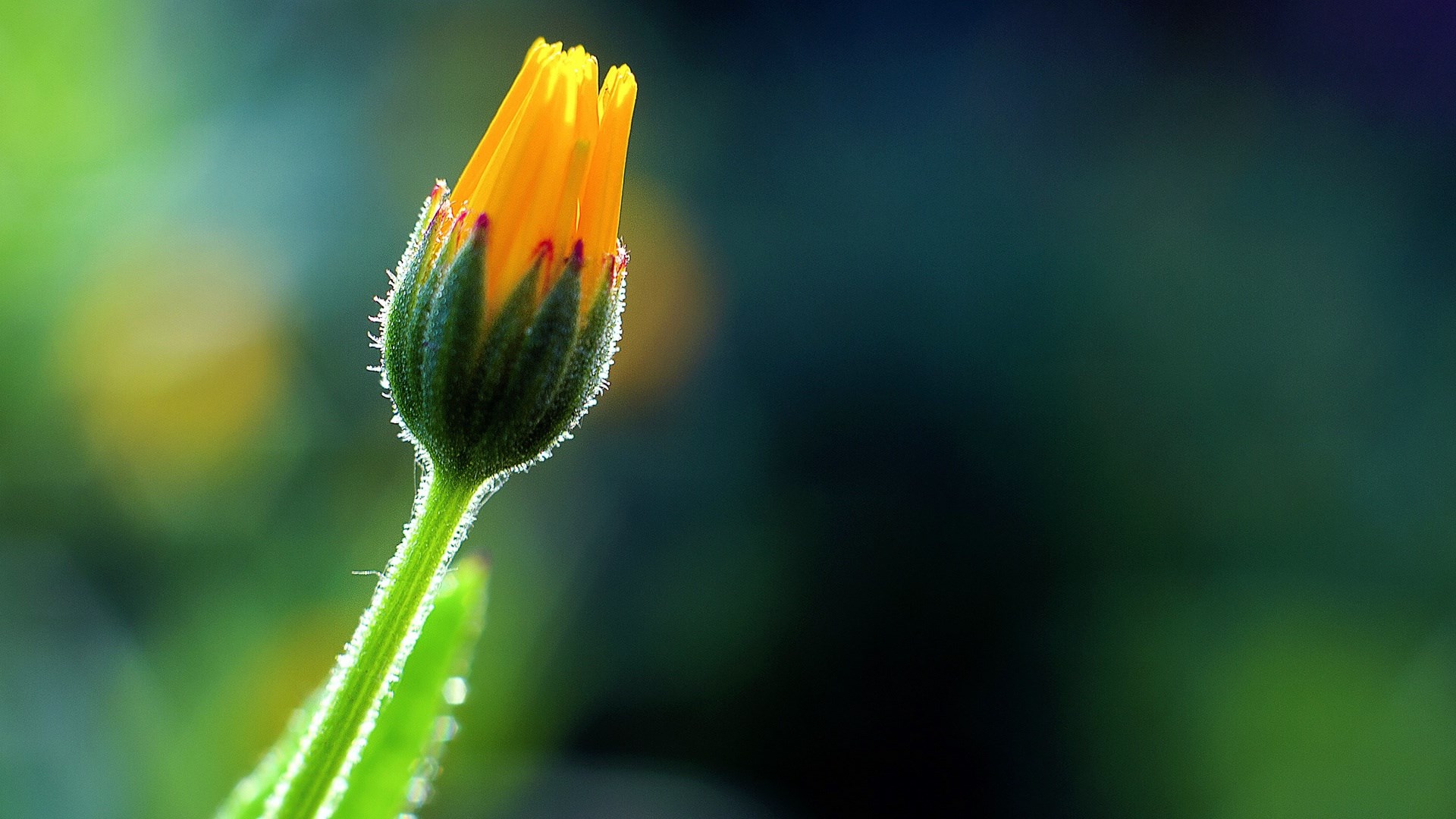 Orange flower bud with green stem HD Wallpaper