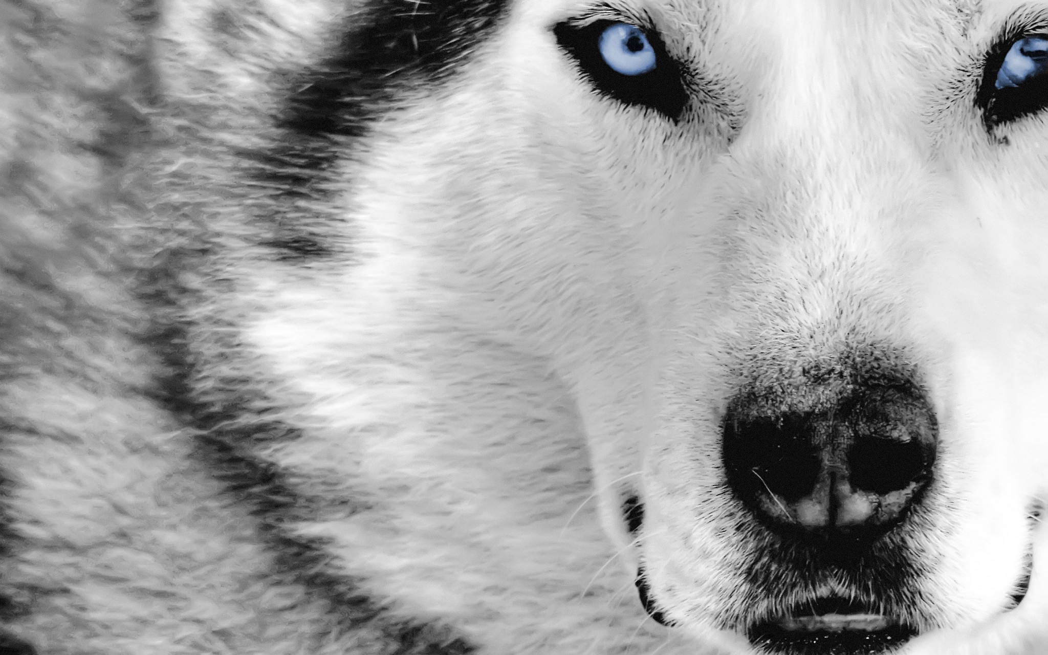 Close-up of a wolf's face with blue eyes HD Wallpaper