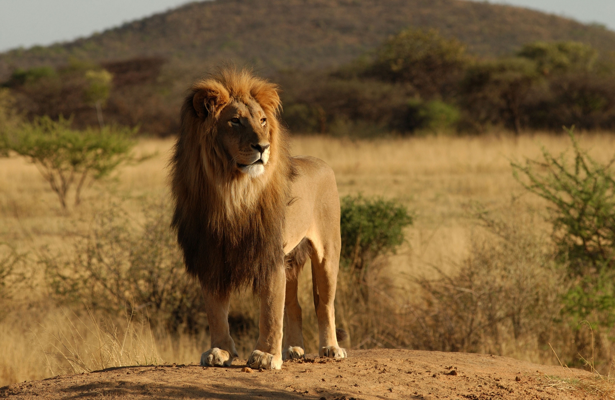 Lion standing on a dirt mound in a savanna HD Wallpaper