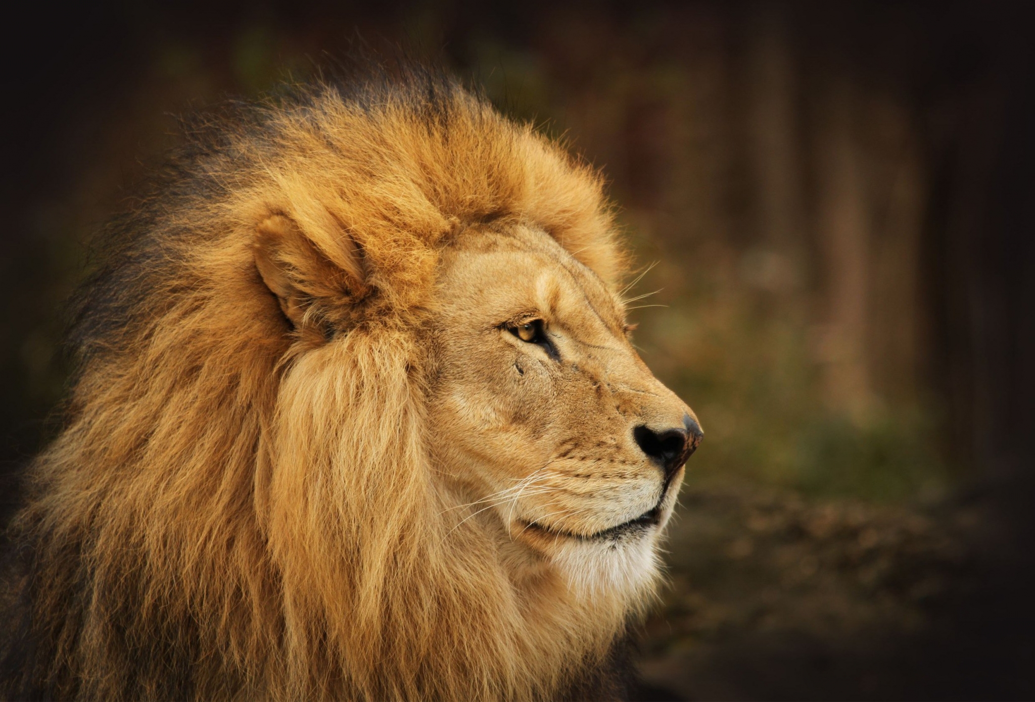 Close-up of a male lion's head and mane HD Wallpaper