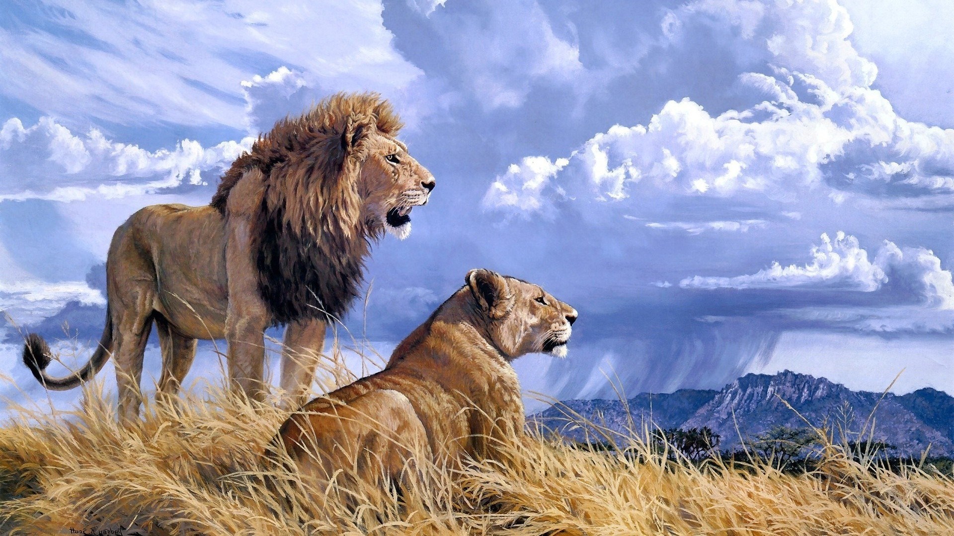 Male and female lions in tall grass with stormy sky HD Wallpaper