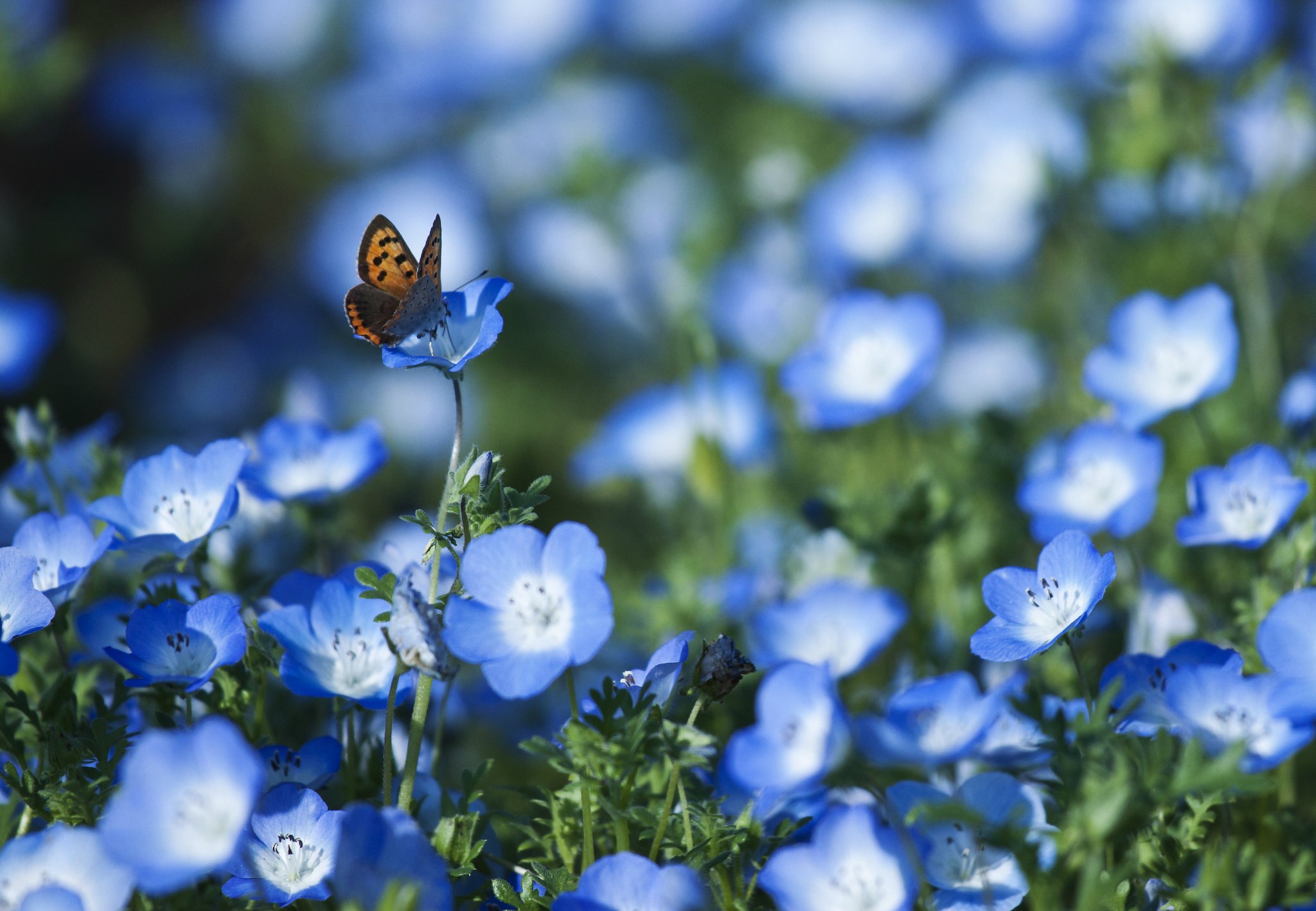 Butterfly on a blue flower HD Wallpaper