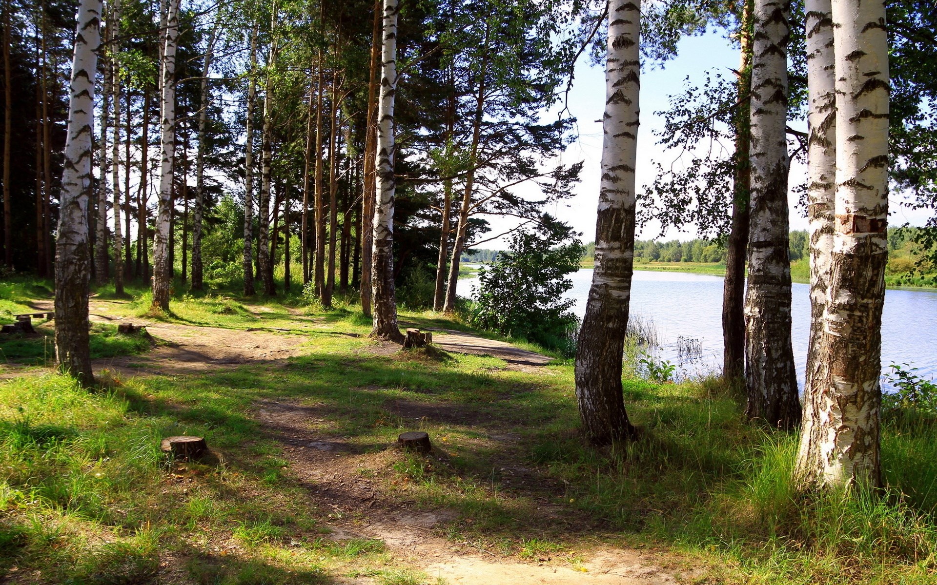 Birch trees by a lake in a forest clearing HD Wallpaper