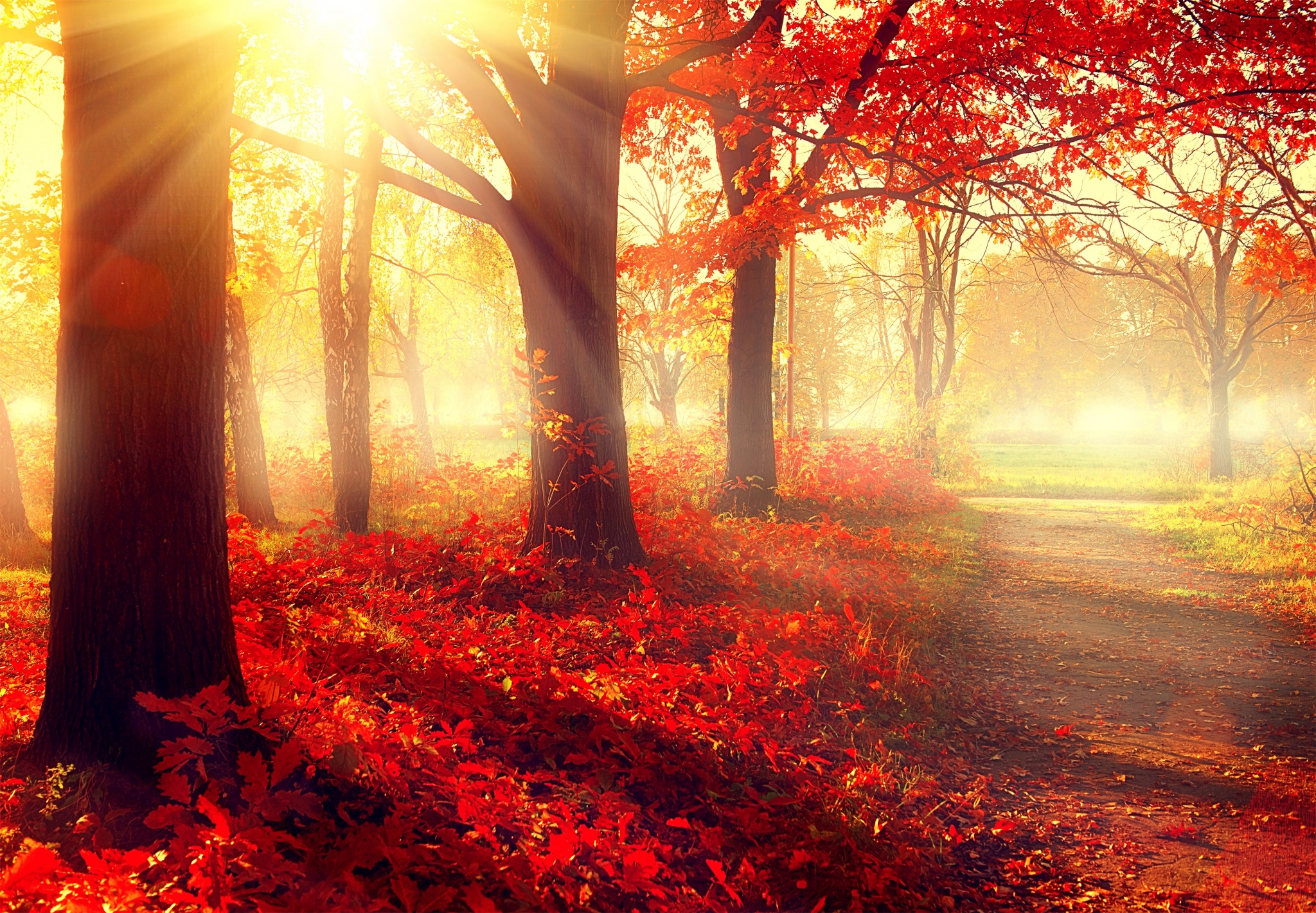 Autumn forest path with sunbeams and red leaves HD Wallpaper