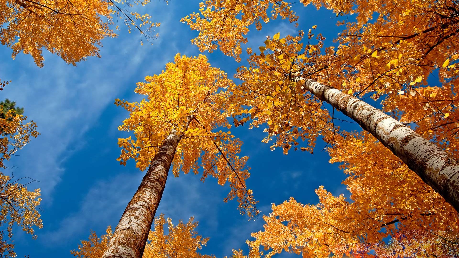 Looking up at autumn trees with golden leaves HD Wallpaper