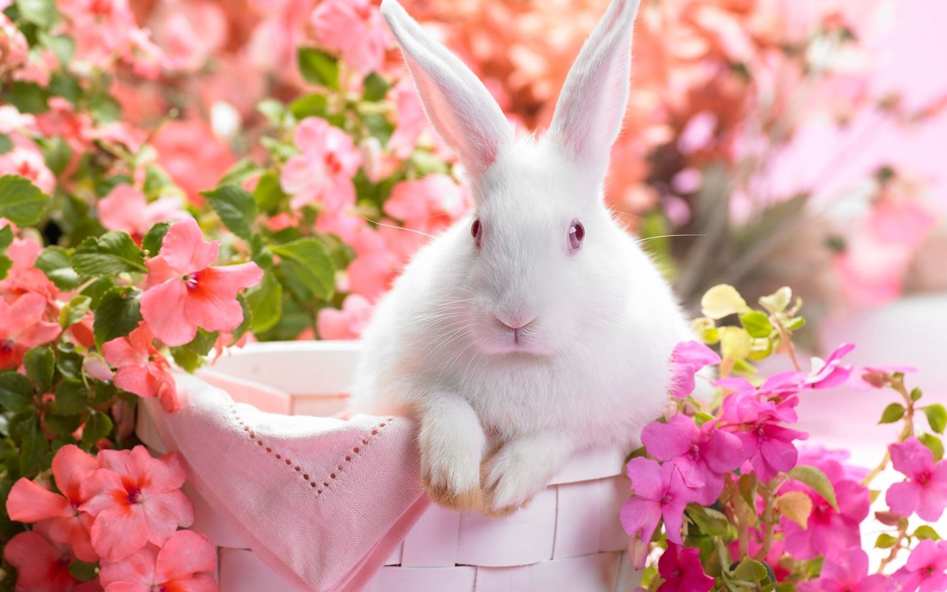 White Easter Bunny in Pink Flowers HD Wallpaper