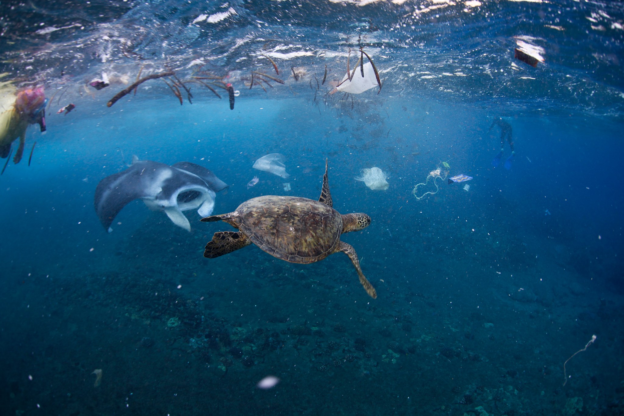 Sea turtle and manta ray swim in polluted ocean HD Wallpaper