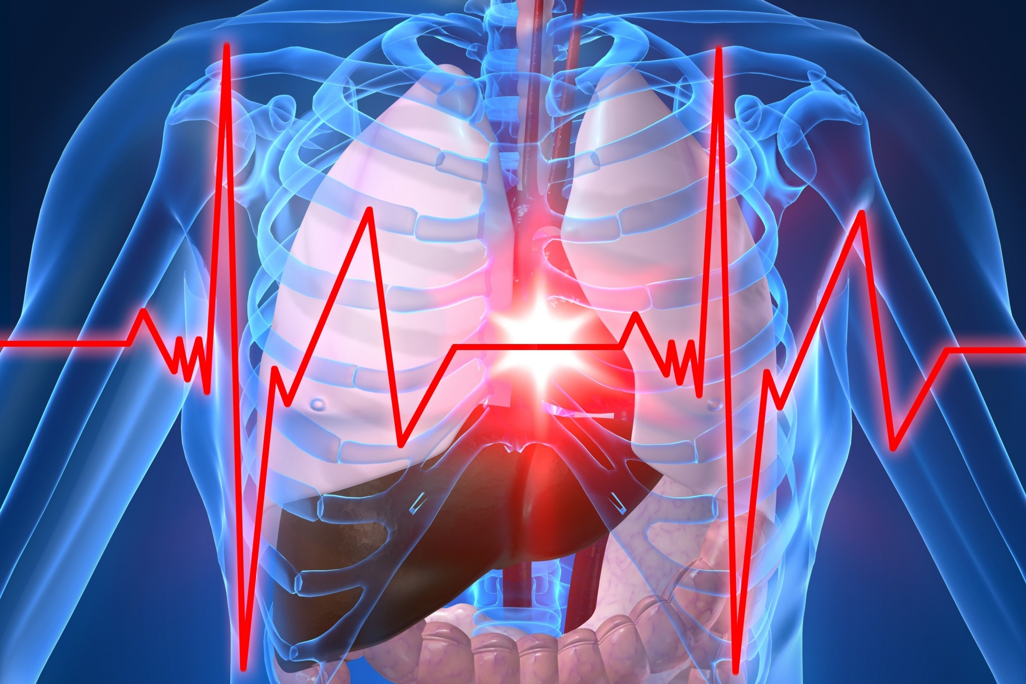 Human torso with heart and lungs, EKG HD Wallpaper