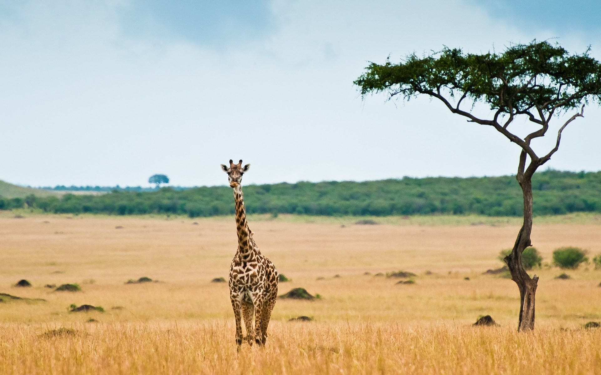 Giraffe in the African Savannah with an Acacia Tree HD Wallpaper