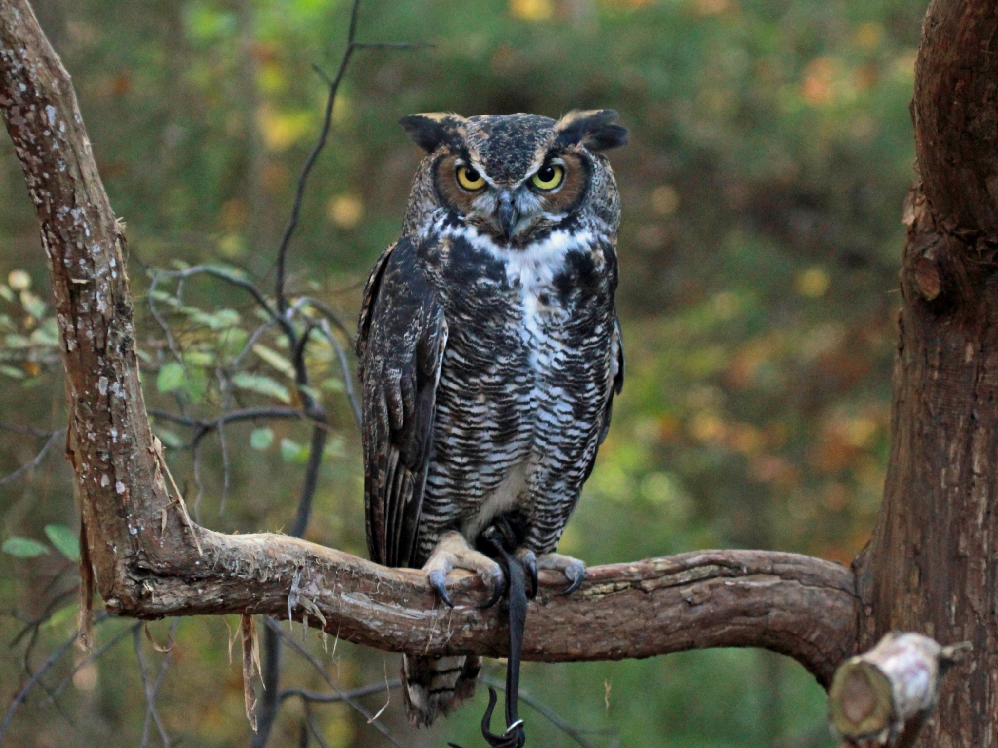 Great Horned Owl perched on a tree branch HD Wallpaper