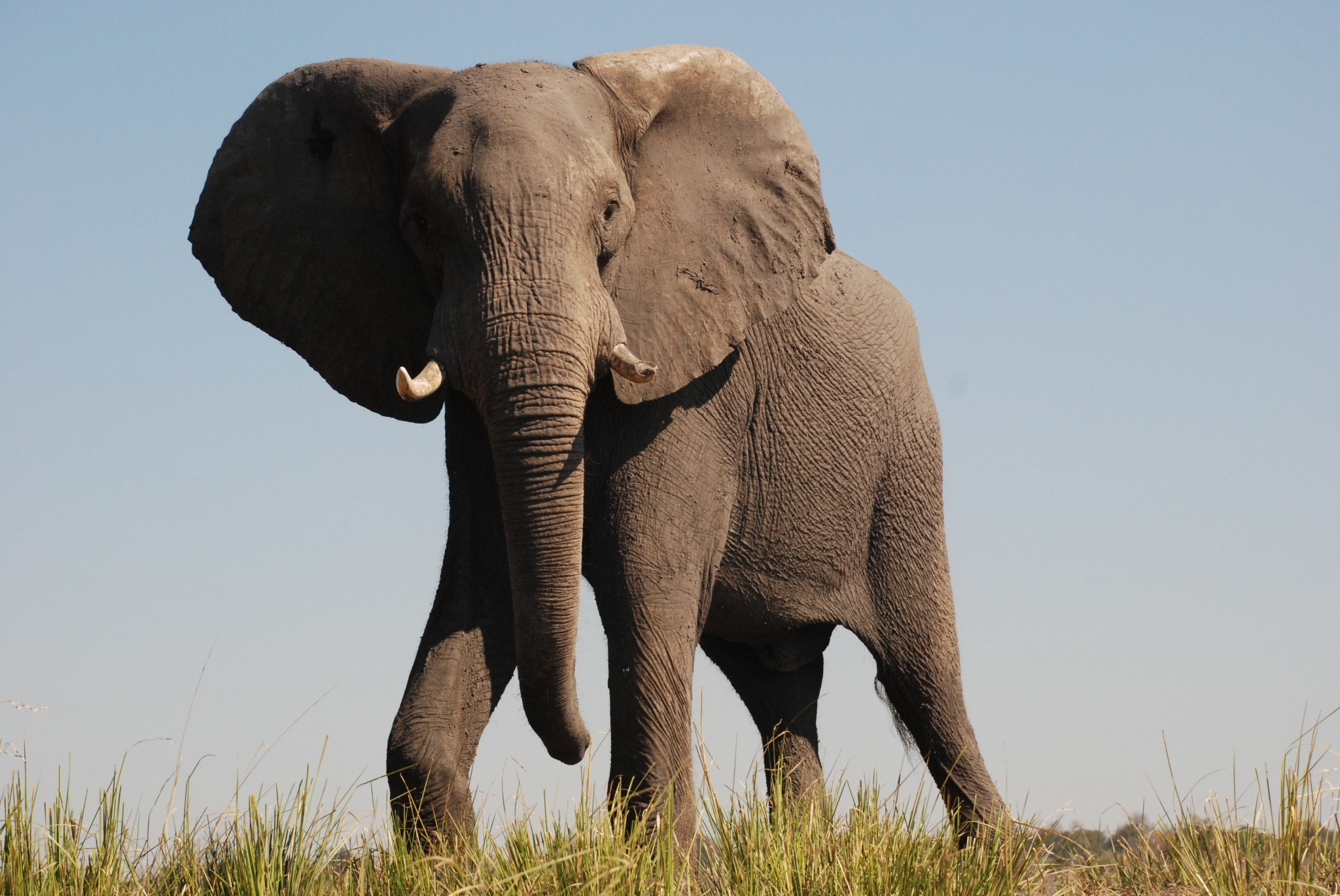 Elephant standing in tall grass HD Wallpaper