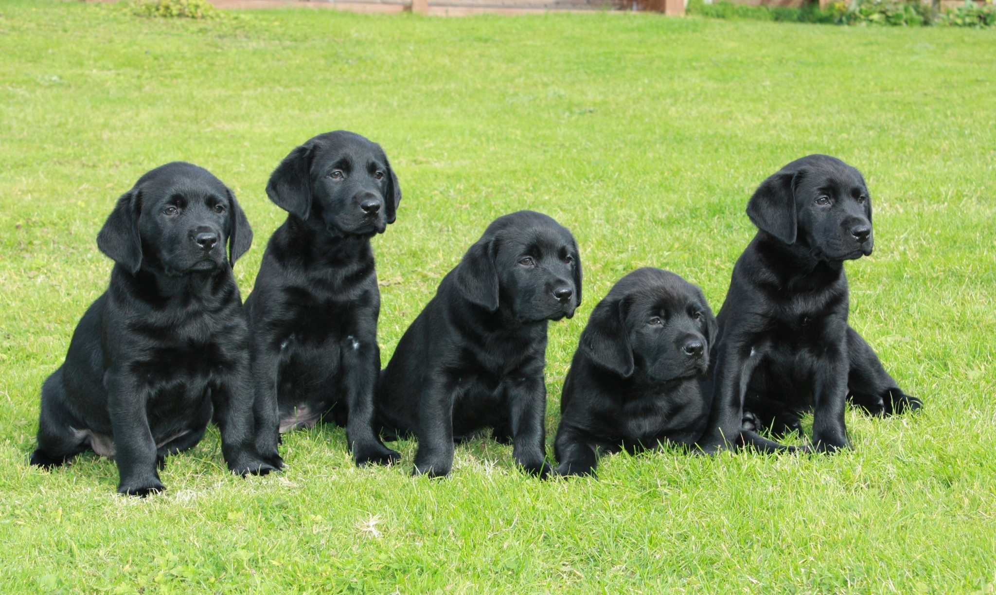 Five black labrador puppies sitting on grass HD Wallpaper