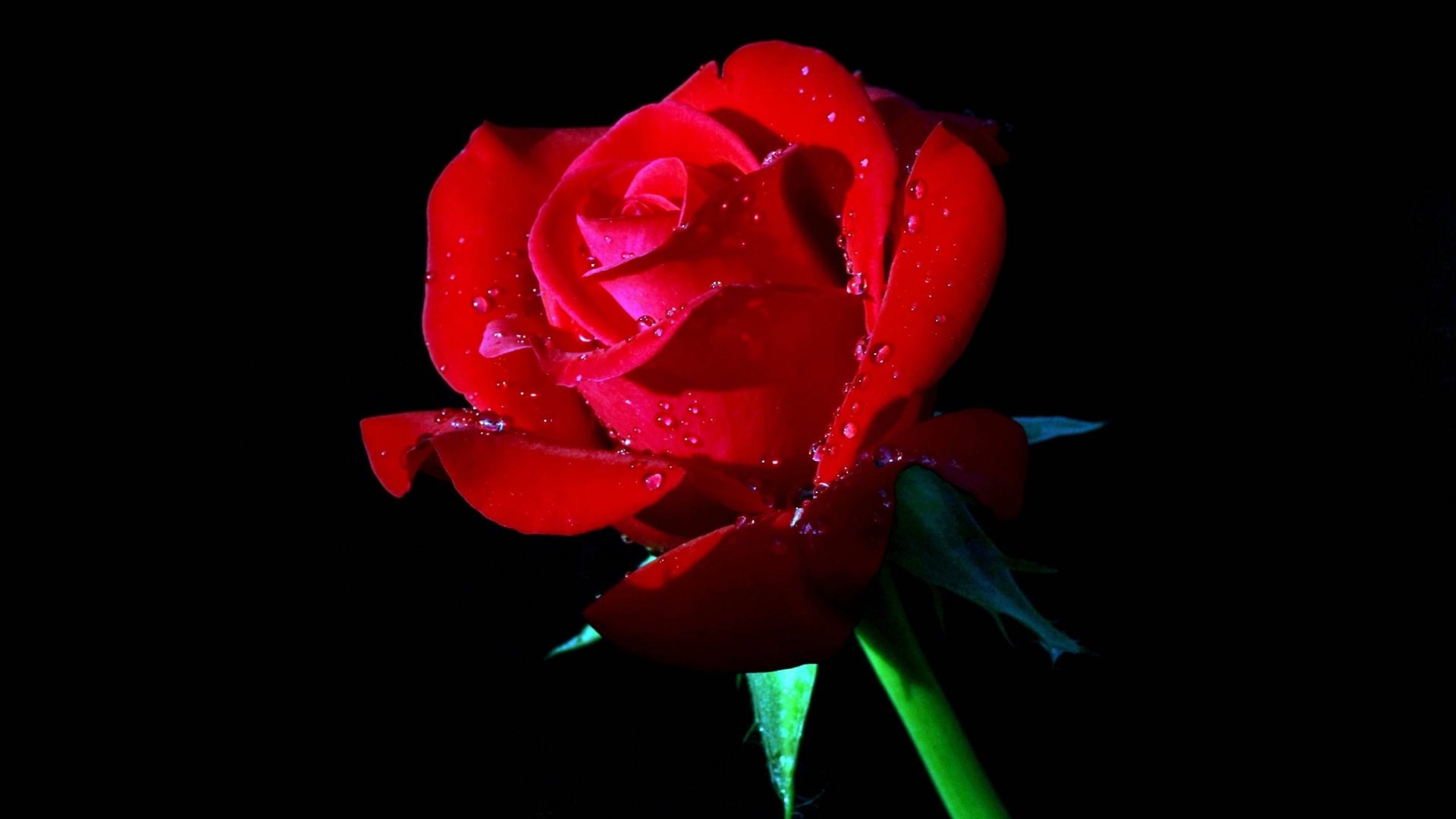 Red rose with water droplets on black background HD Wallpaper