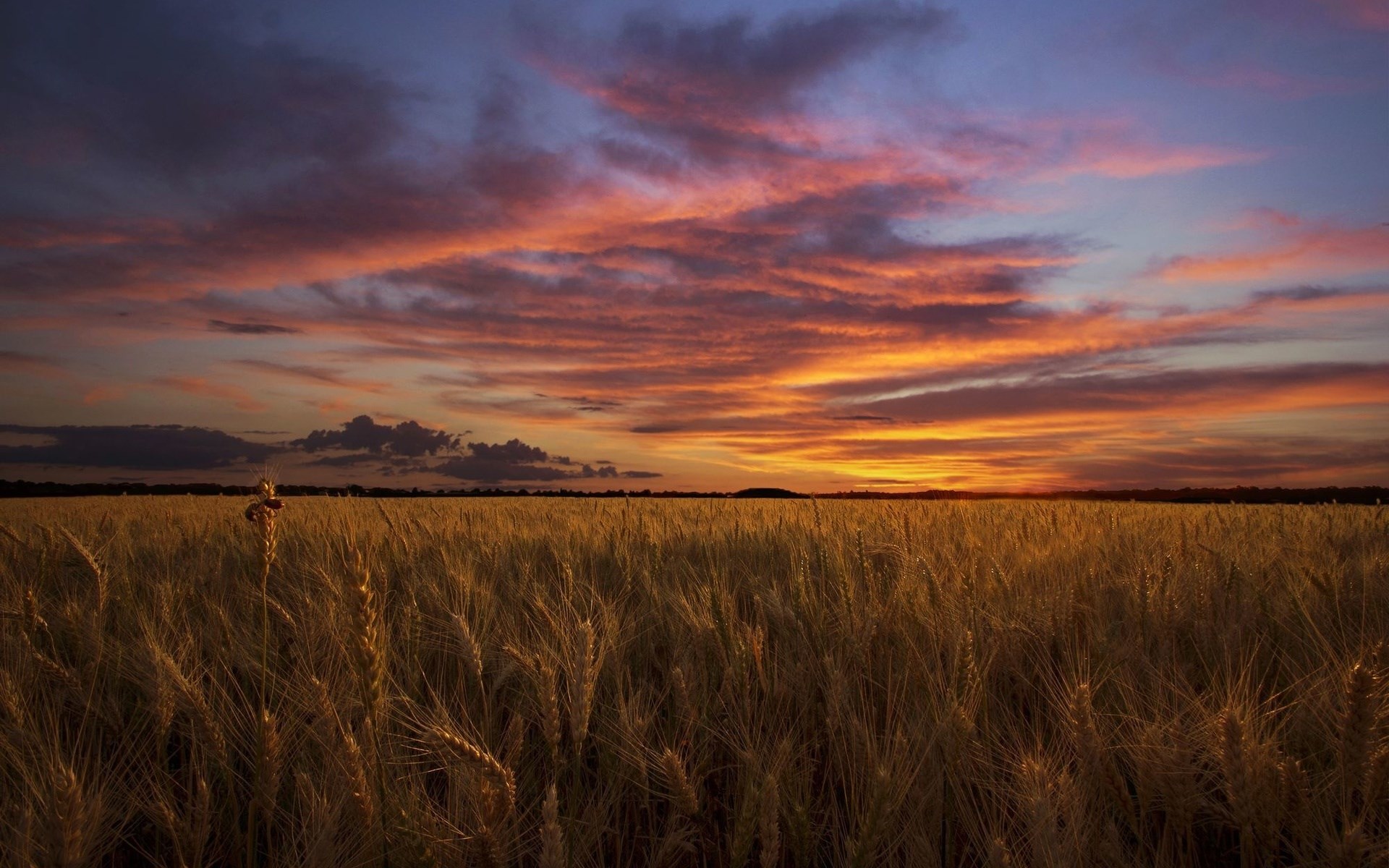 Wheat field at sunset with colorful clouds HD Wallpaper