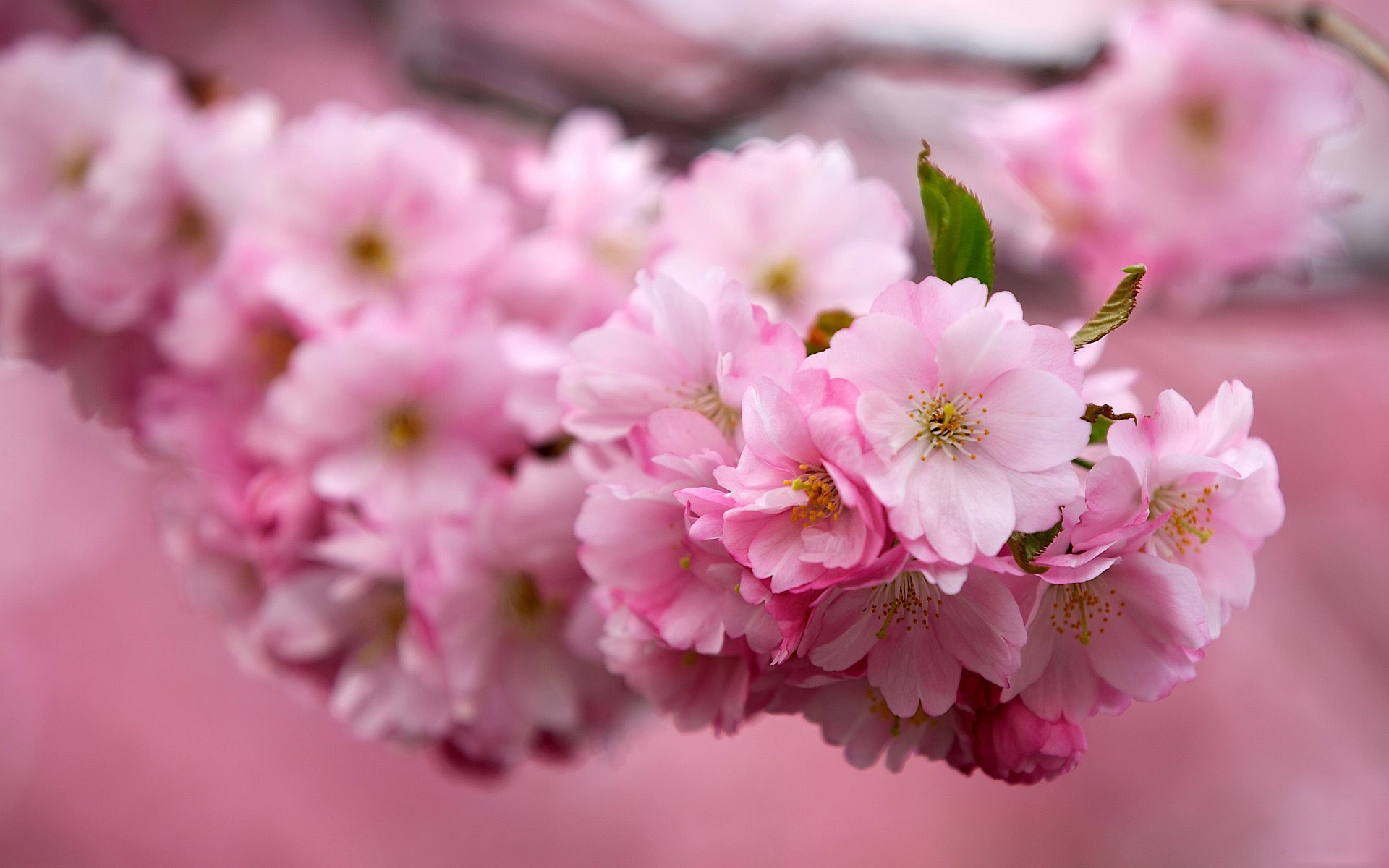 Pink cherry blossoms on a branch HD Wallpaper