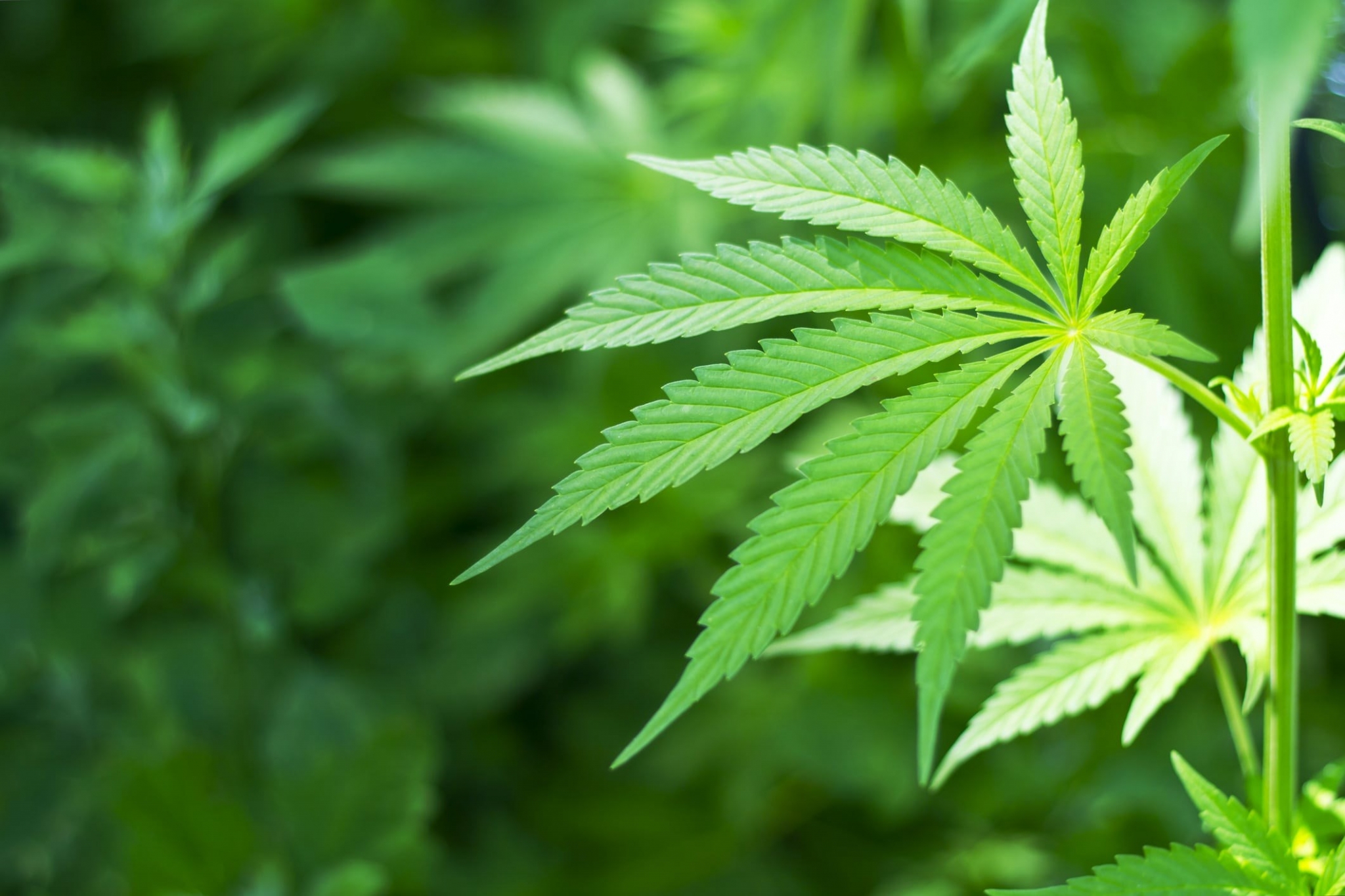 Marijuana Leaf Close-up HD Wallpaper