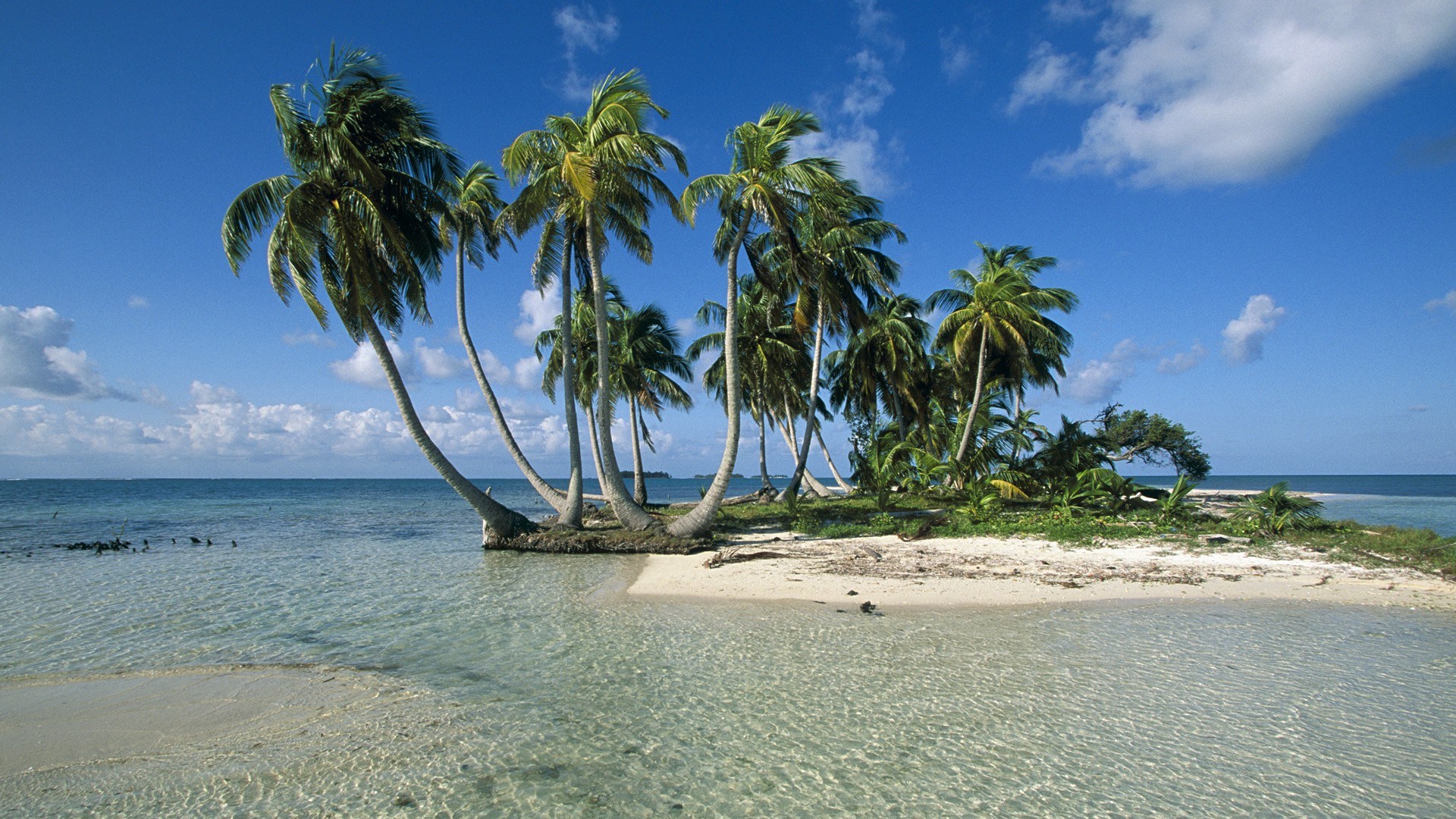 Tropical island with palm trees and clear water HD Wallpaper