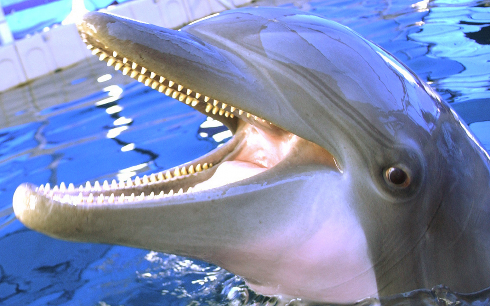 Dolphin with mouth open in blue water HD Wallpaper