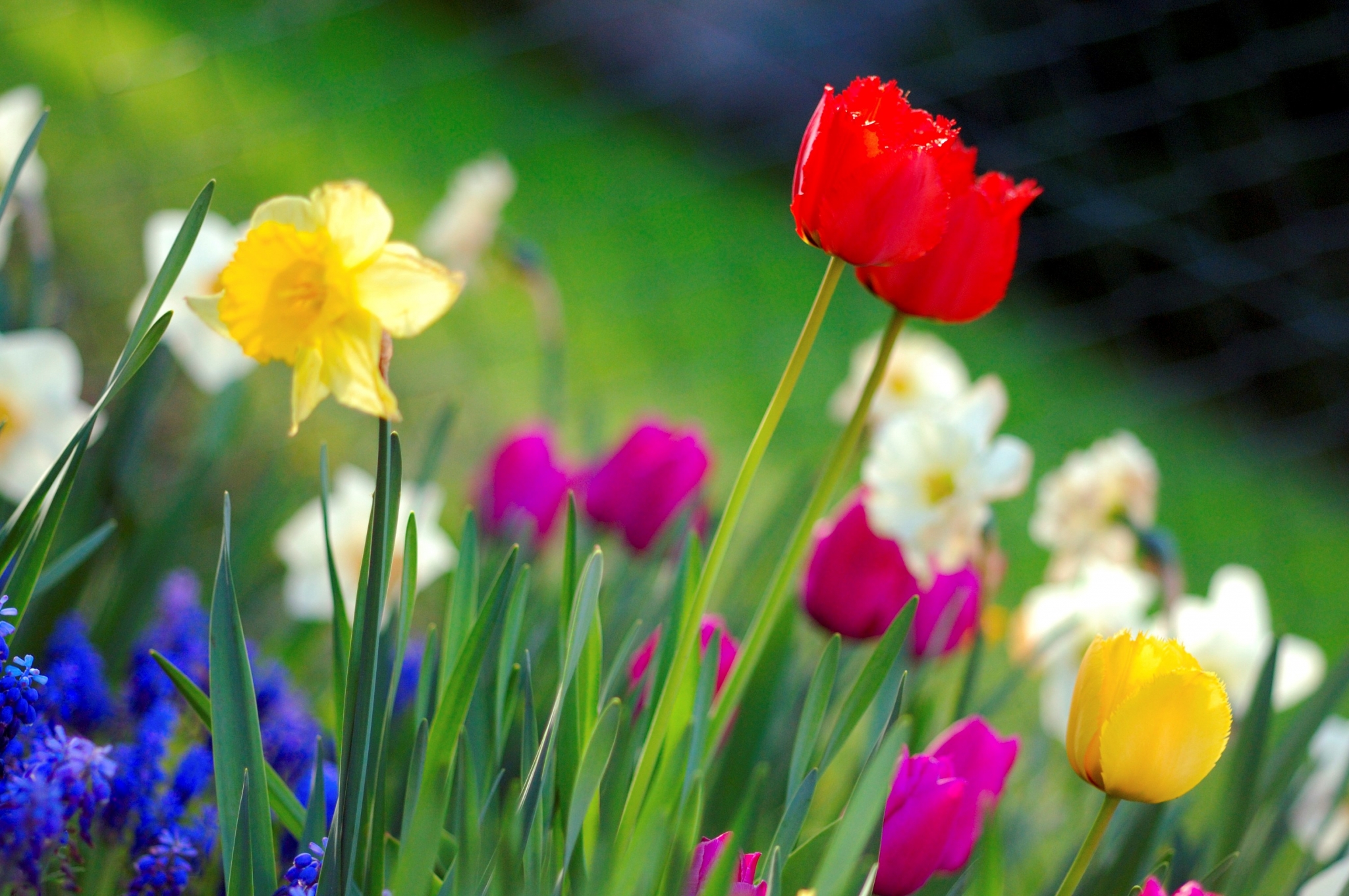 Spring flowers: tulips, daffodils, and grape hyacinths HD Wallpaper